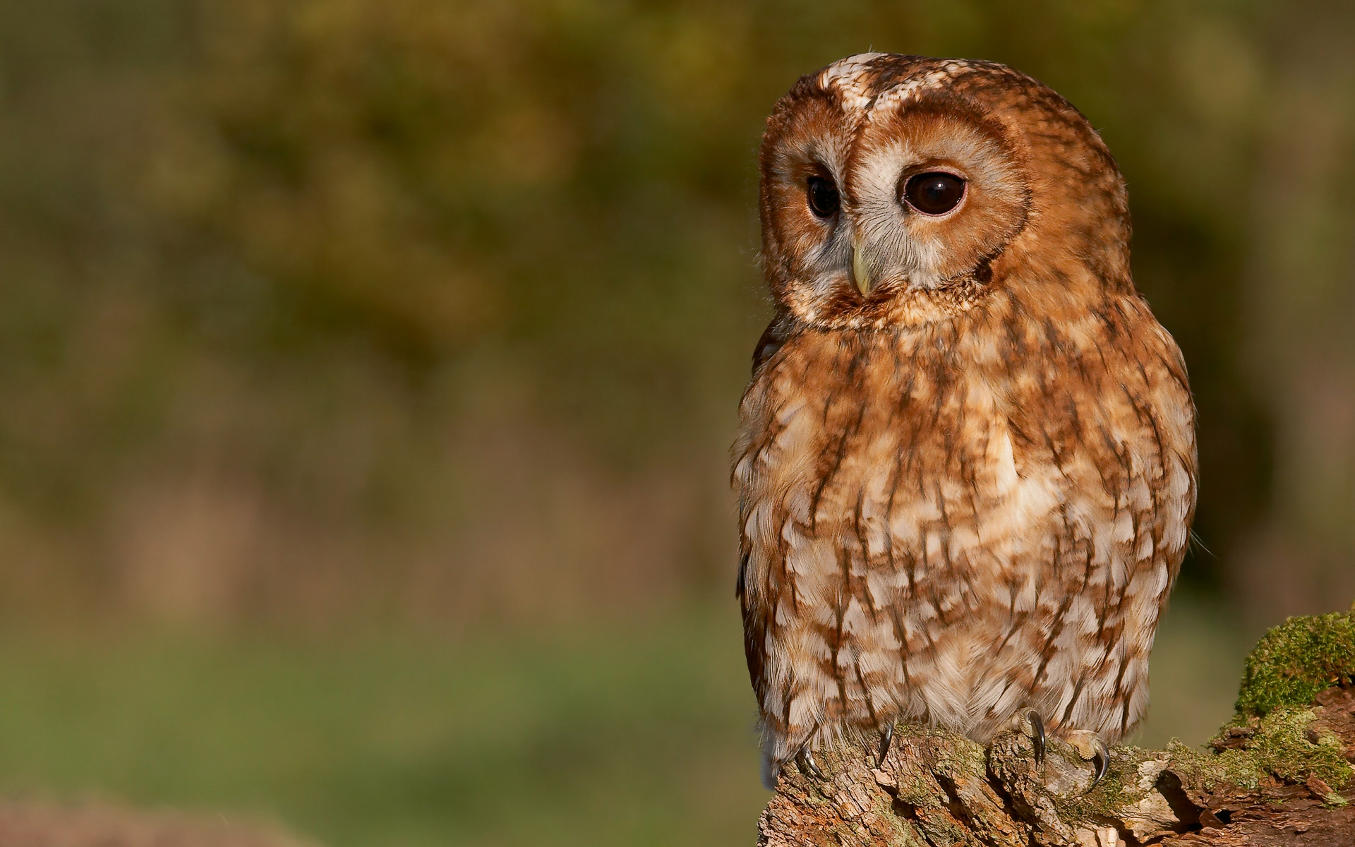 Tawny Owl , HD Wallpaper & Backgrounds