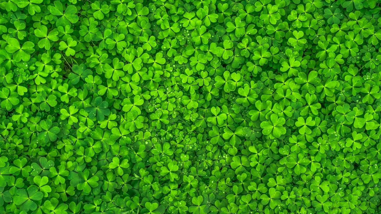 Clovers, Green Leaves, Hd - March Birthdays , HD Wallpaper & Backgrounds