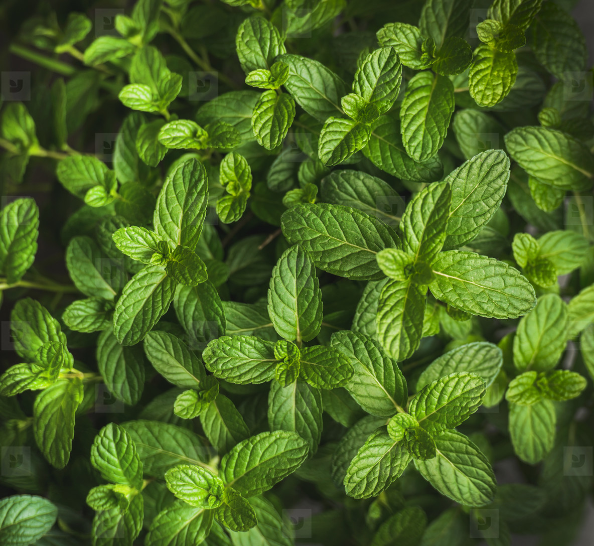 Fresh Green Pepper Mint Leaves Texture, Background - Mint , HD Wallpaper & Backgrounds