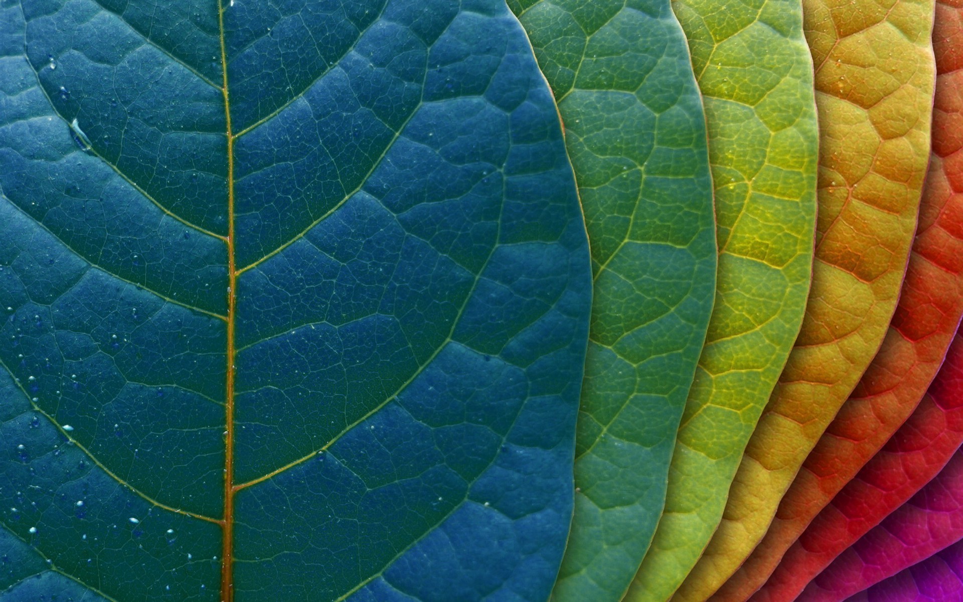 Leaf Wallpaper , HD Wallpaper & Backgrounds