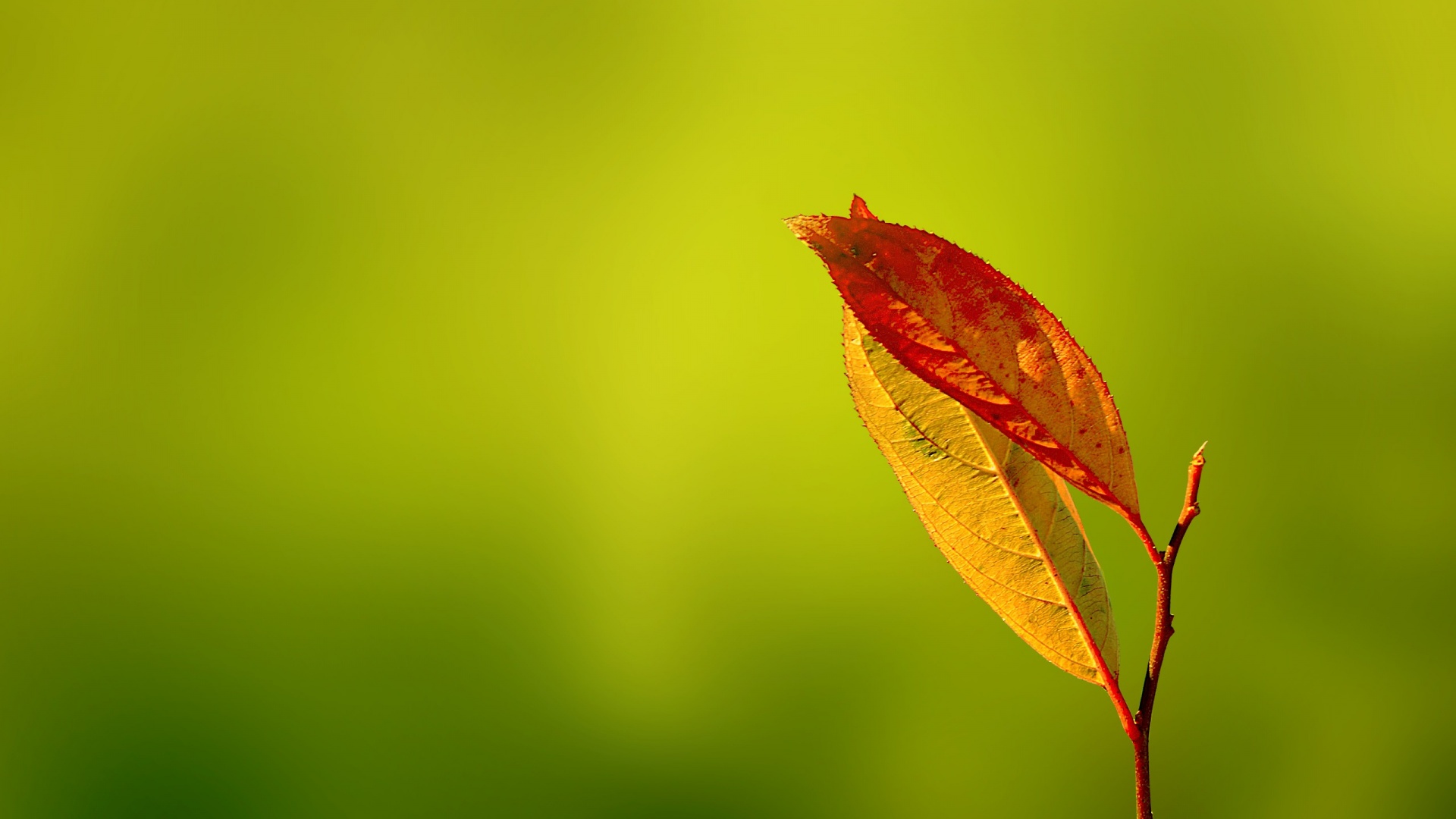 Leaf Wallpapers , HD Wallpaper & Backgrounds