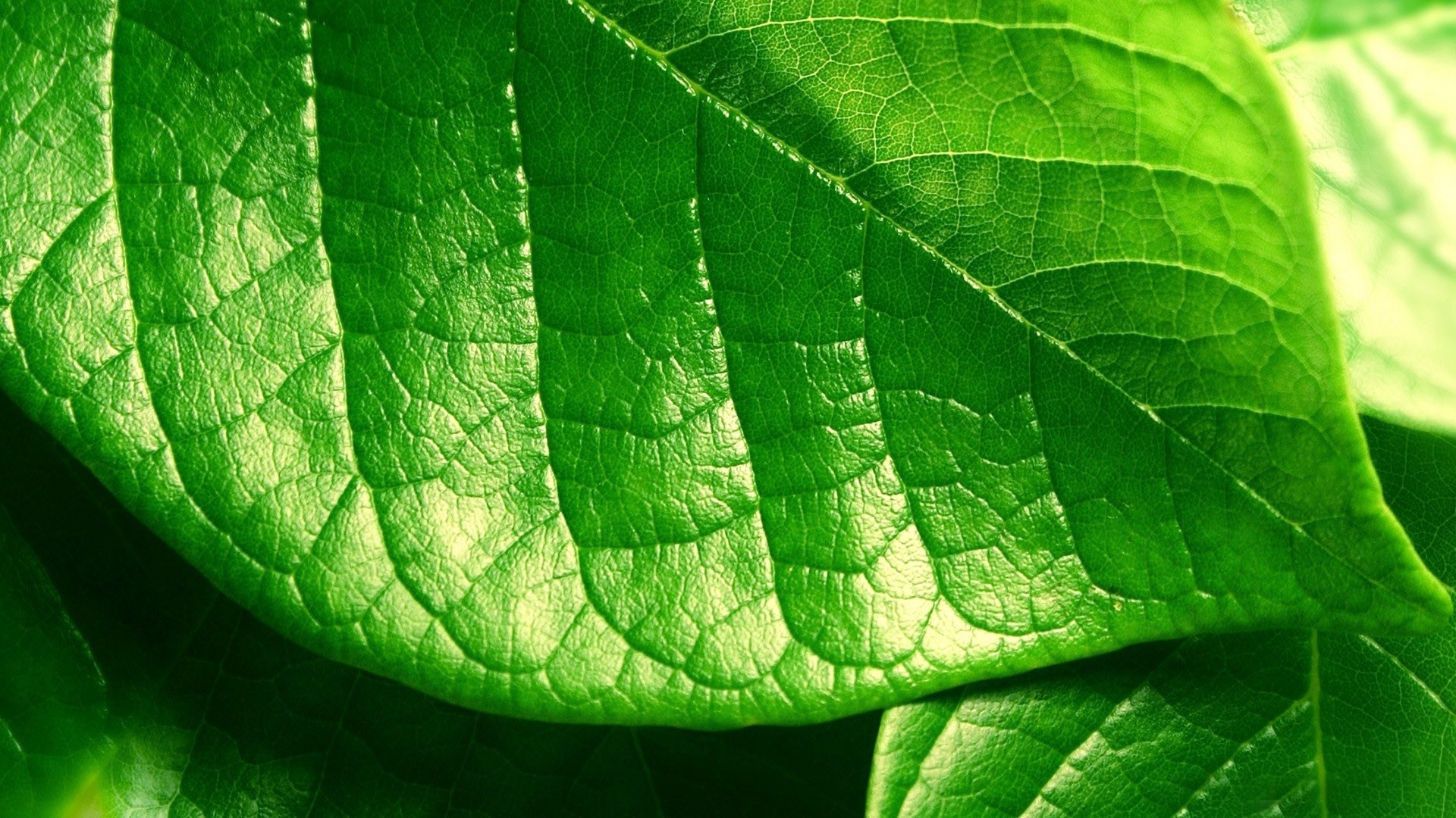 Leaf Pictures - Green Leaf Hd Images Free Download , HD Wallpaper & Backgrounds