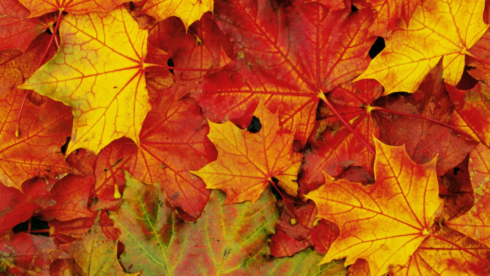 Maple Leaf - Foglie D Autunno , HD Wallpaper & Backgrounds