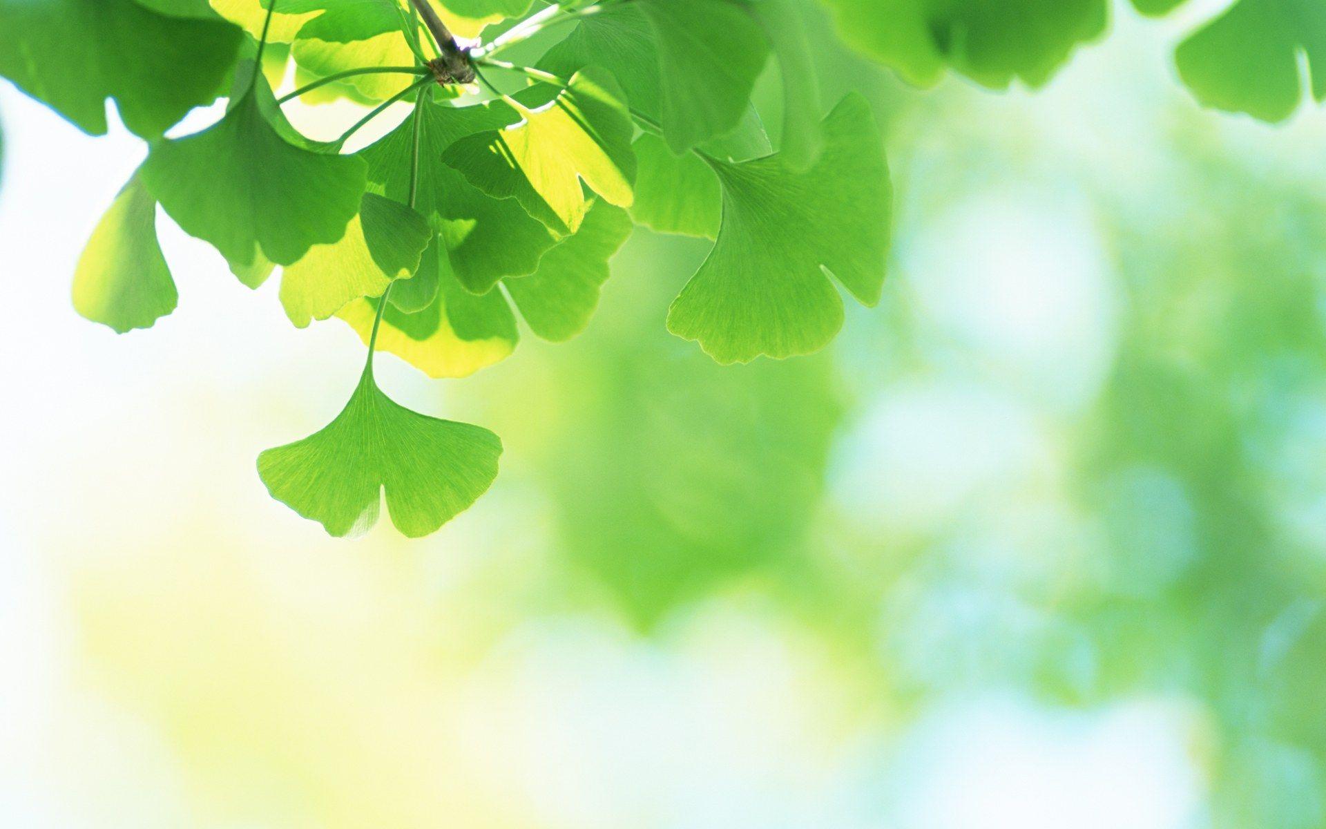 Green Leaves Wallpapers - Green Leave , HD Wallpaper & Backgrounds