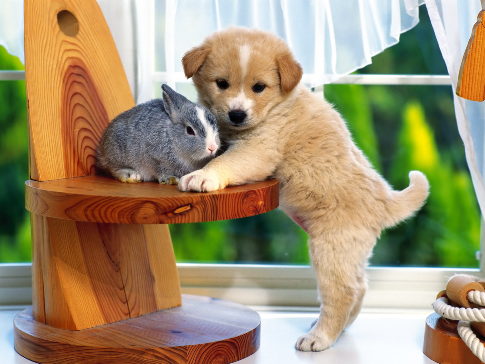 Cute Little Puppy Wallpaper - Dog And A Rabbit , HD Wallpaper & Backgrounds