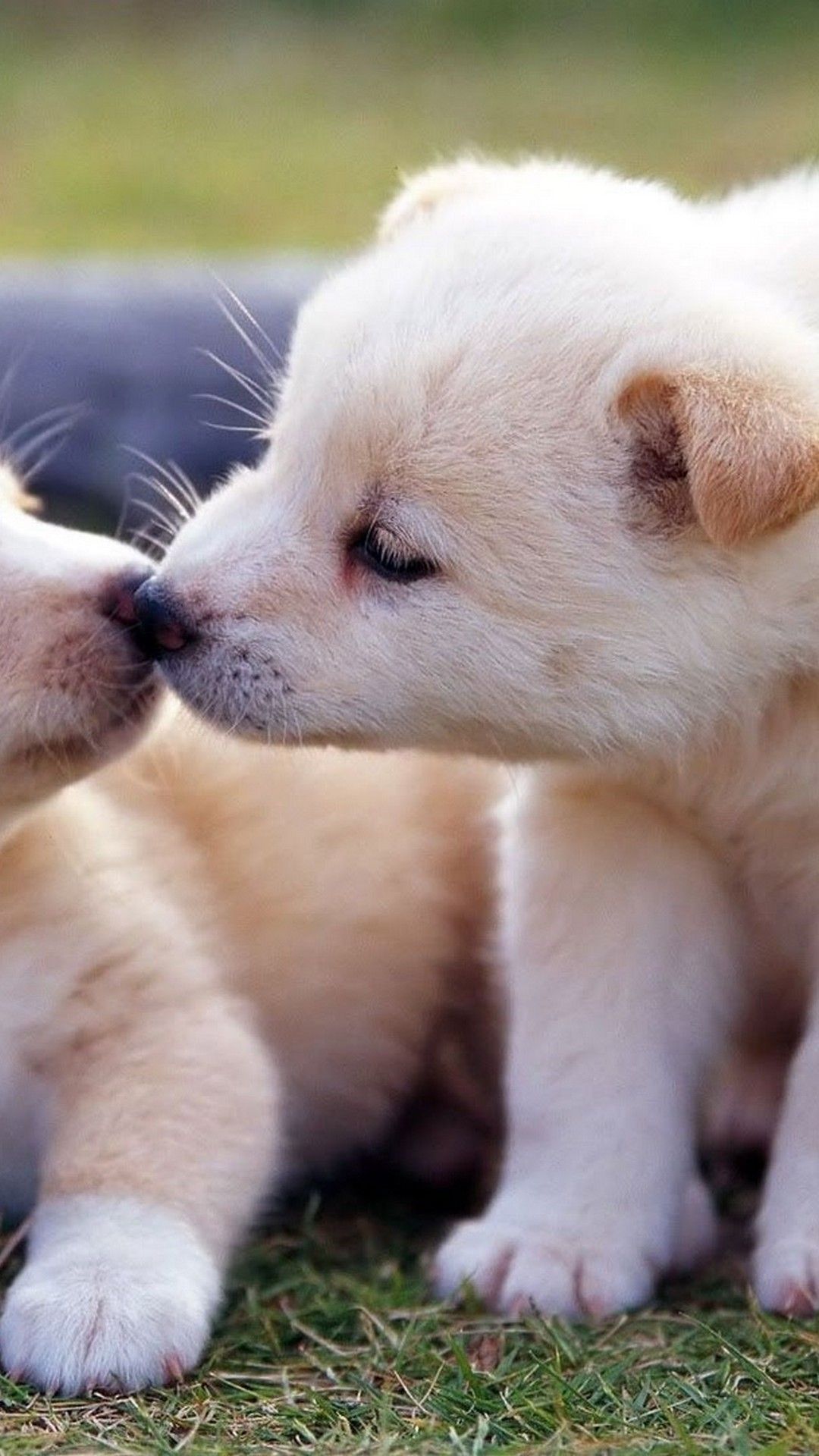 Cute Puppies Wallpaper Iphone - Cute Puppy , HD Wallpaper & Backgrounds