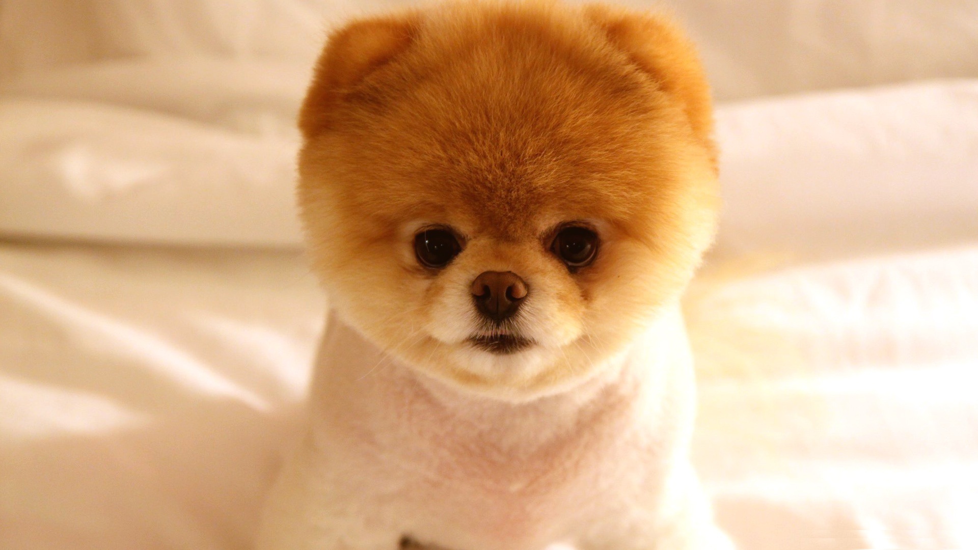 Cute Puppy Wallpaper - Looks Like A Teddy Bear , HD Wallpaper & Backgrounds