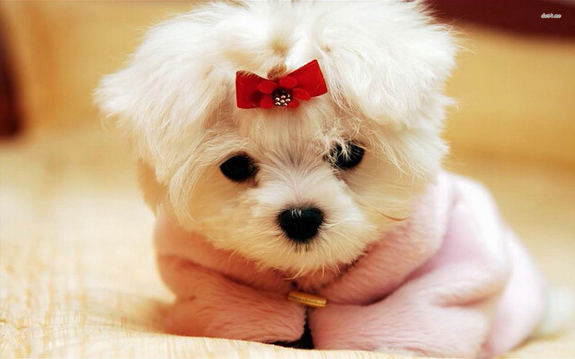 Cutest Puppy Wallpaper Pinterest - Cute Wallpapers Like Puppies , HD Wallpaper & Backgrounds