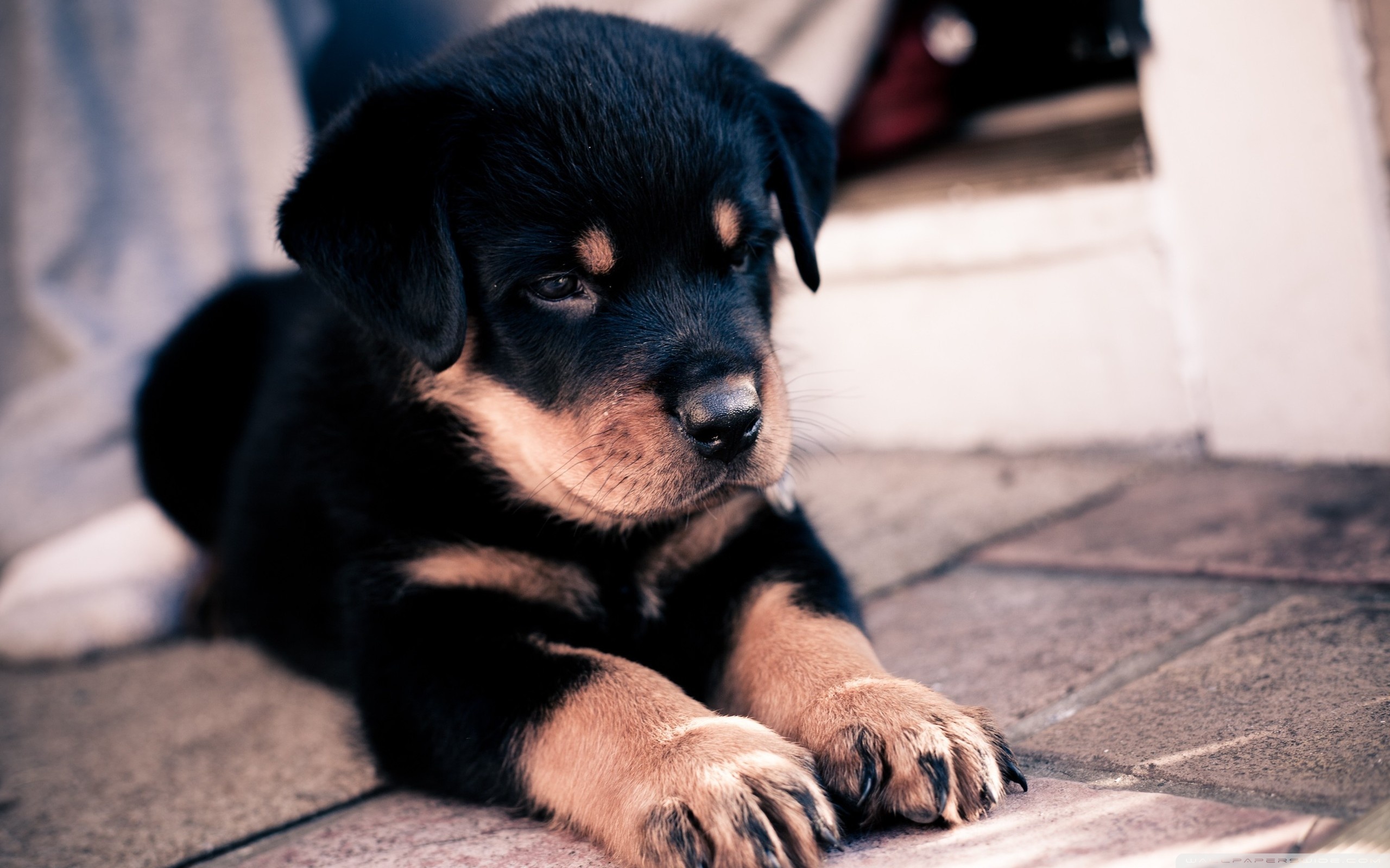 Wide - Rottweiler Puppy , HD Wallpaper & Backgrounds