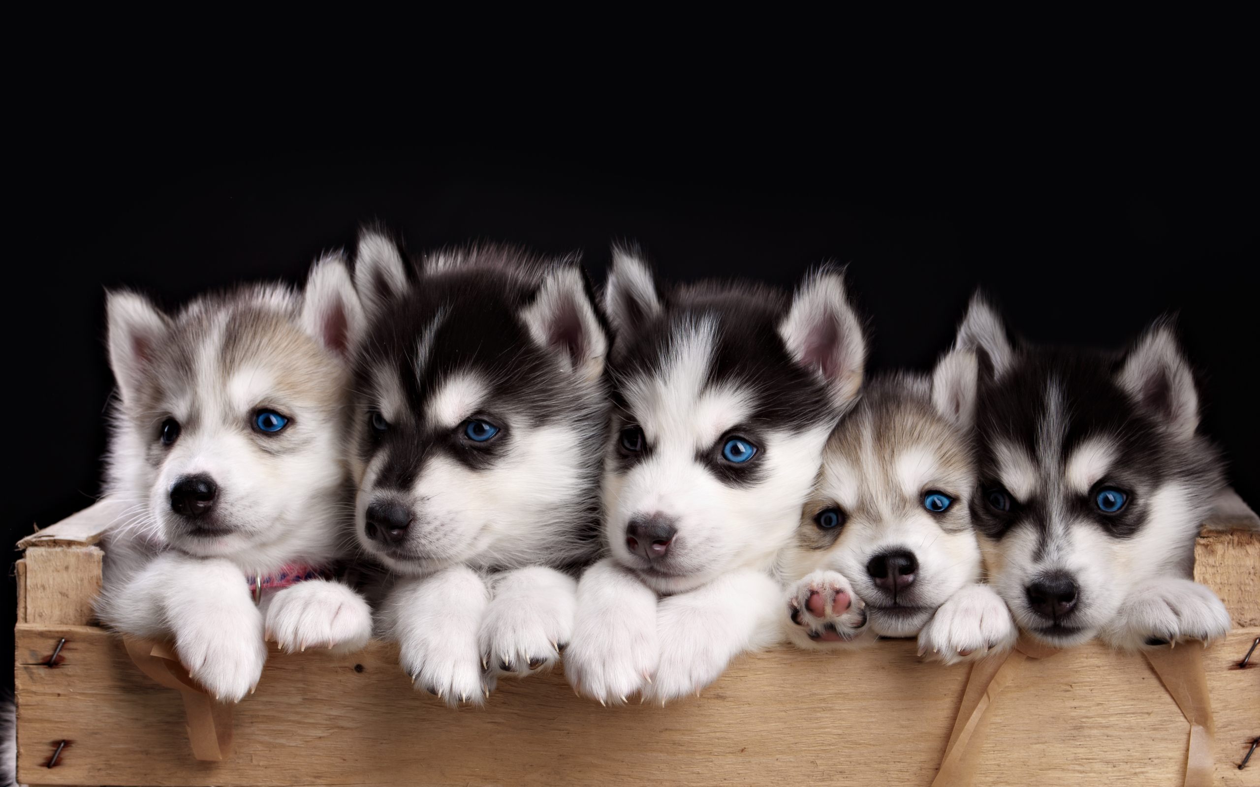 Puppy Wallpaper - Husky Puppy Wallpaper Hd , HD Wallpaper & Backgrounds