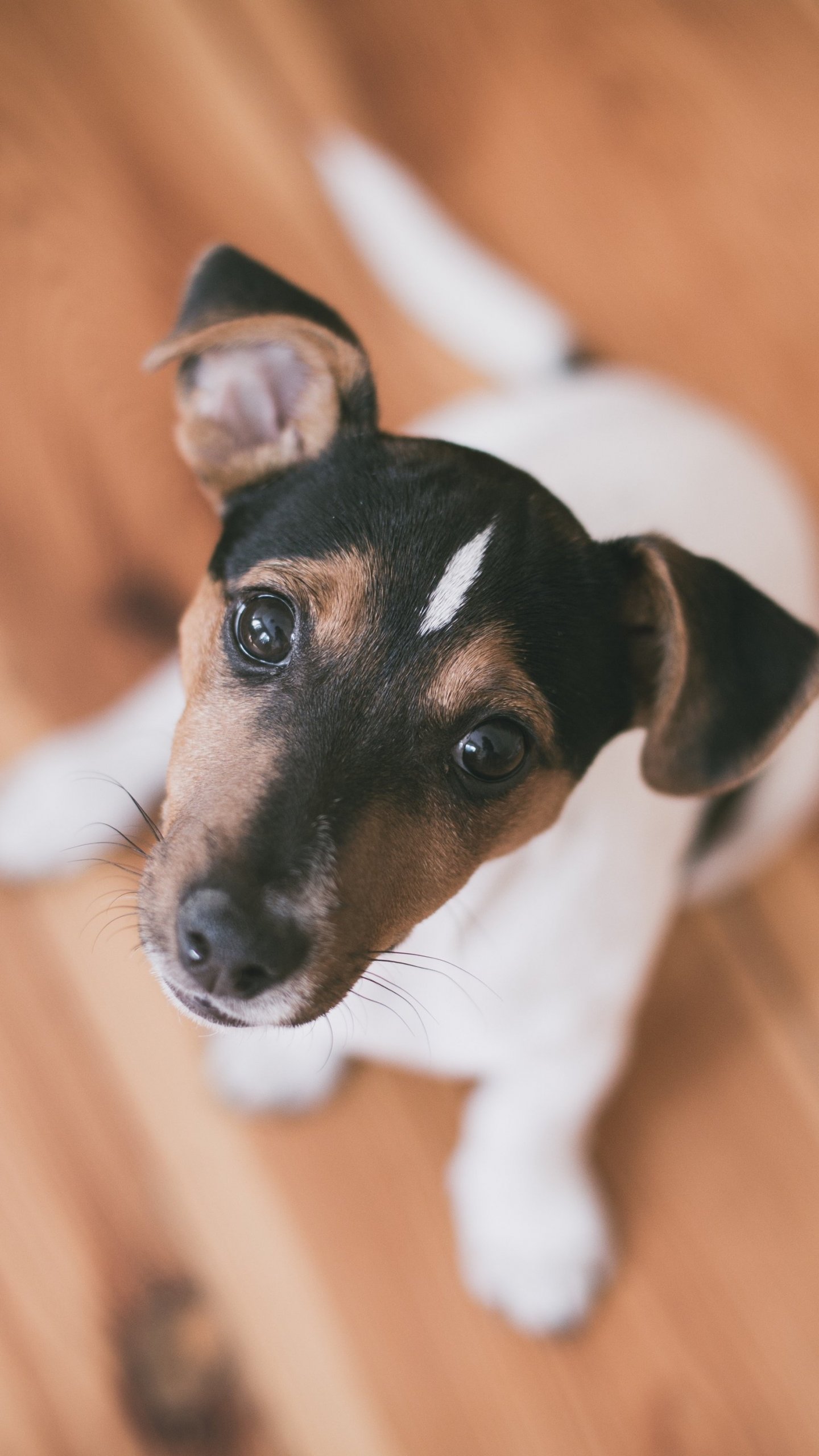 Terrier Puppy - Dog , HD Wallpaper & Backgrounds