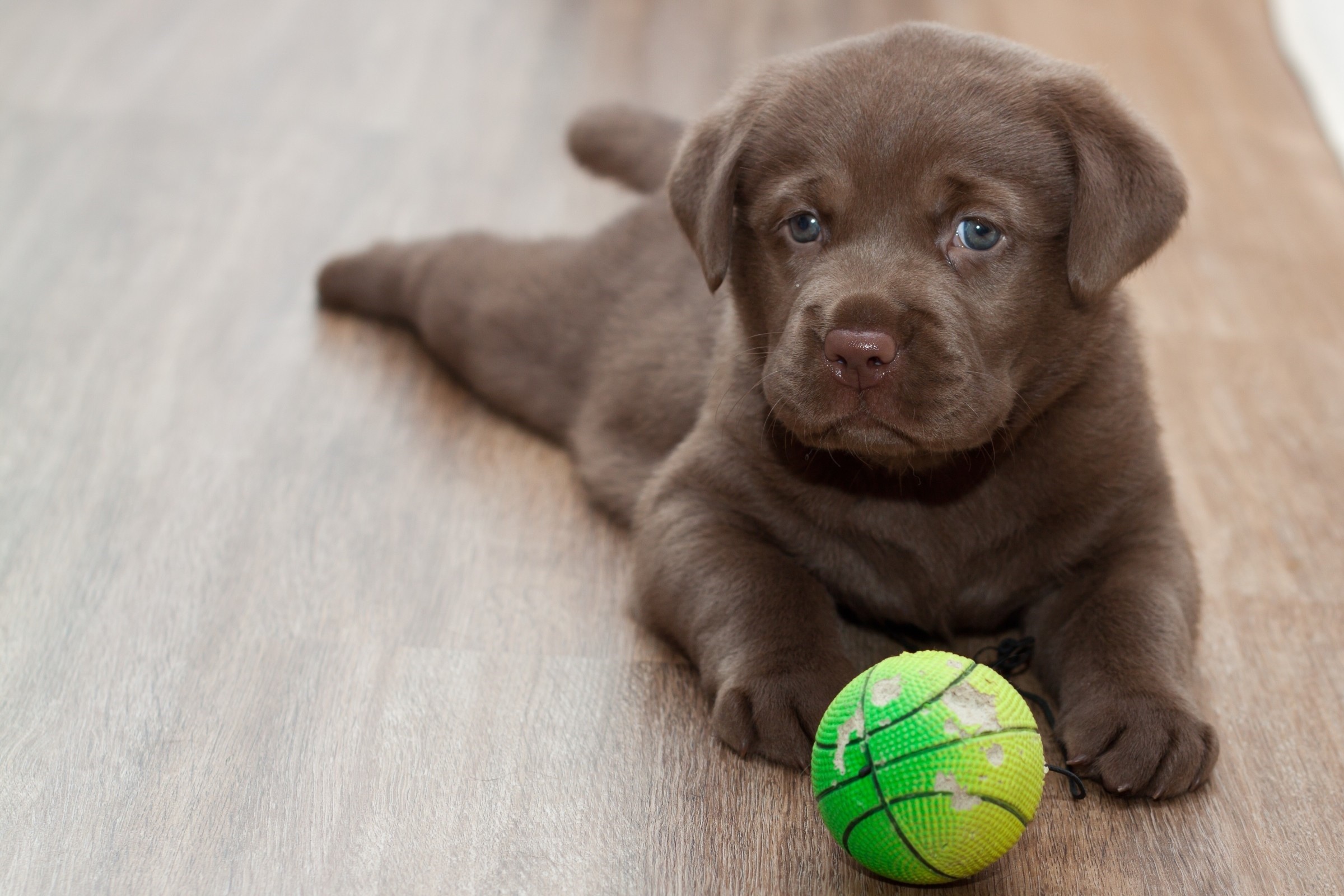 Labrador Puppy Wallpaper - Labra Dog Image Hd , HD Wallpaper & Backgrounds