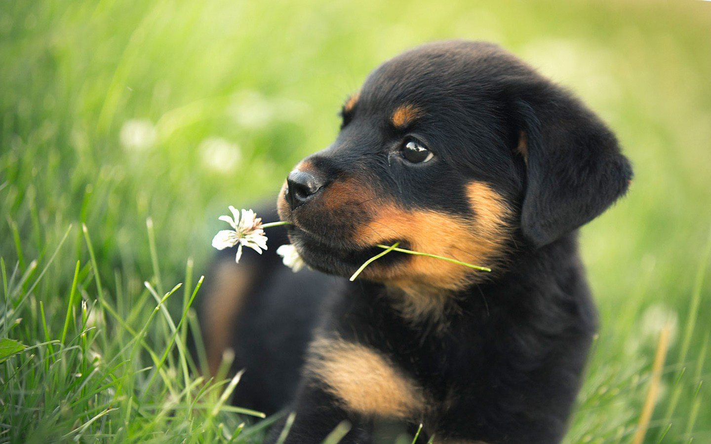 Adorable Puppy Wallpaper Awesome Rottweiler Wall Paper - Cute Rottweiler Puppies , HD Wallpaper & Backgrounds