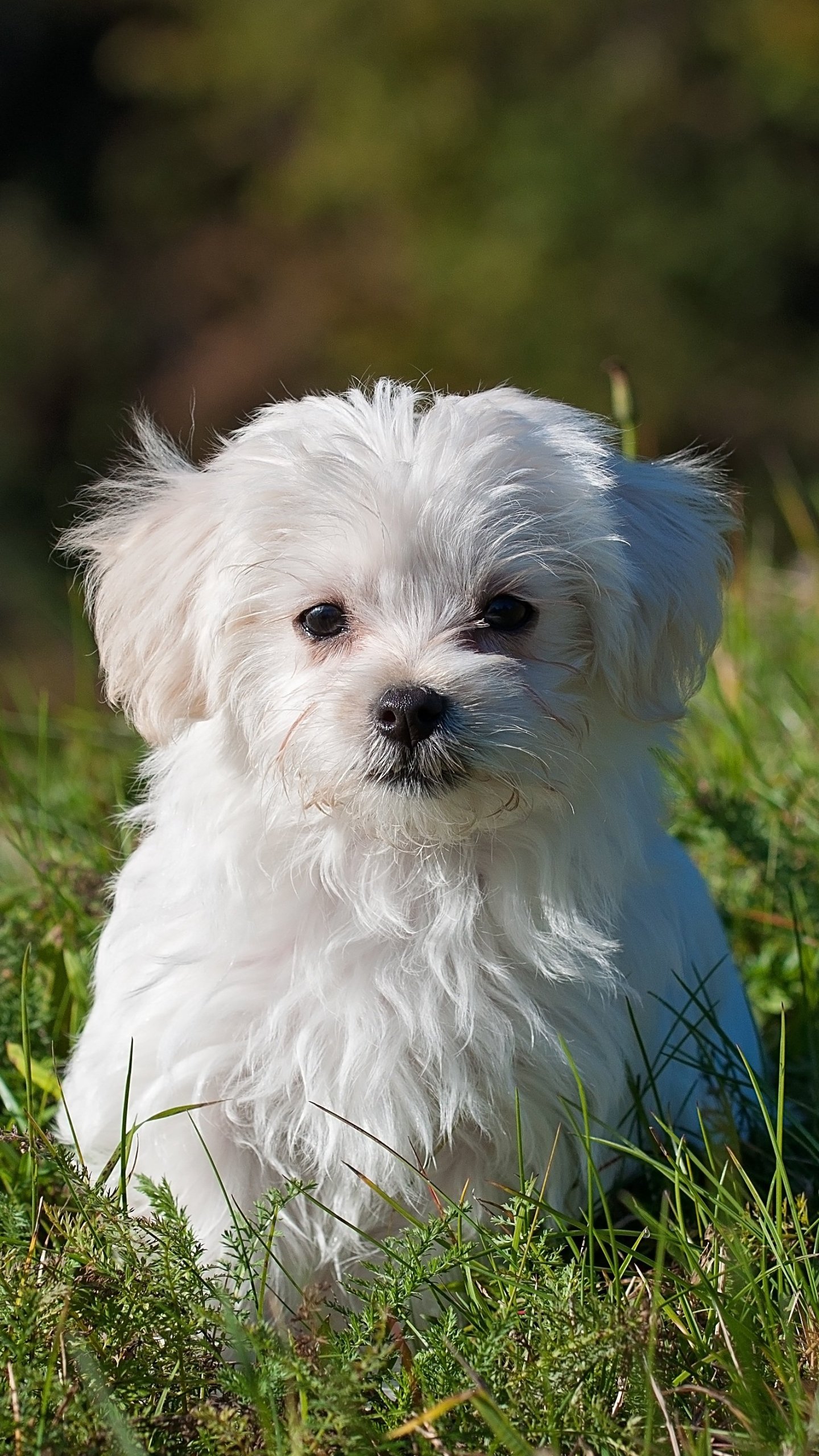 Maltese Puppy - Long Hair Dog Name , HD Wallpaper & Backgrounds