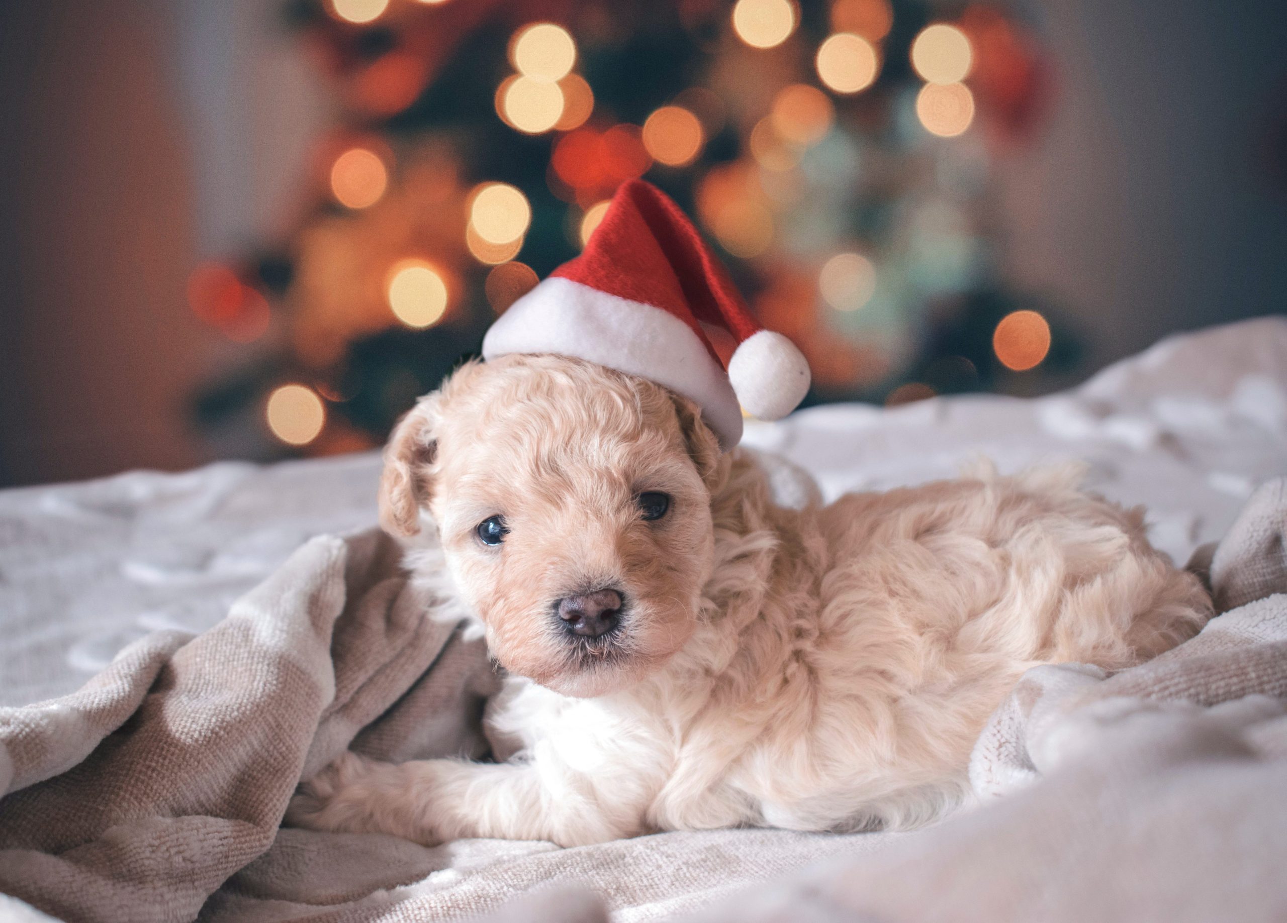 Cute Christmas Puppy Wallpapers To Download For Free - Funny Christmas Captions , HD Wallpaper & Backgrounds