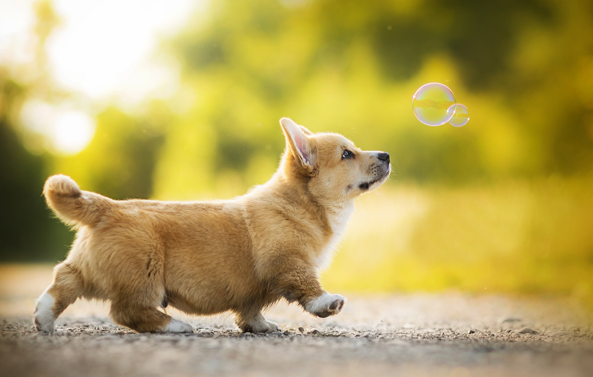 Hd Wallpaper - Corgi Puppy , HD Wallpaper & Backgrounds