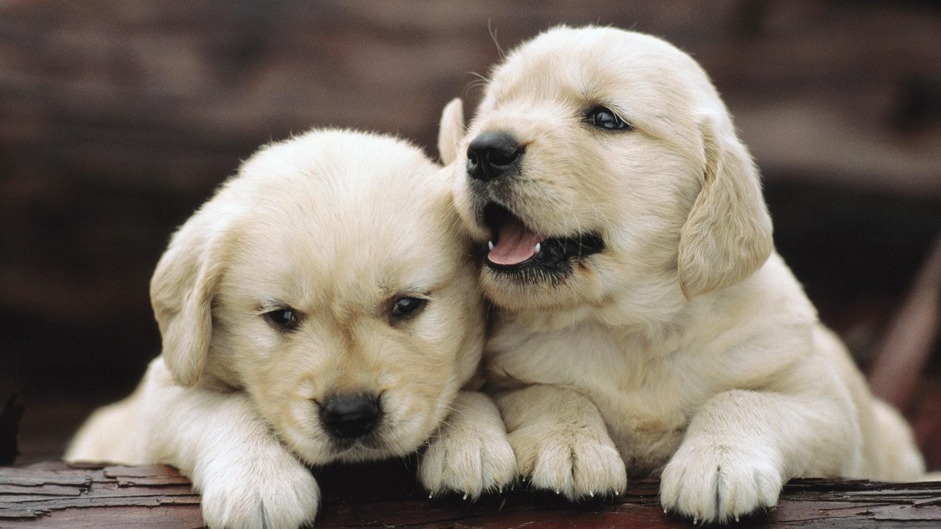 Cute Puppy Wallpaper Hd - Golden Retriever Puppies , HD Wallpaper & Backgrounds