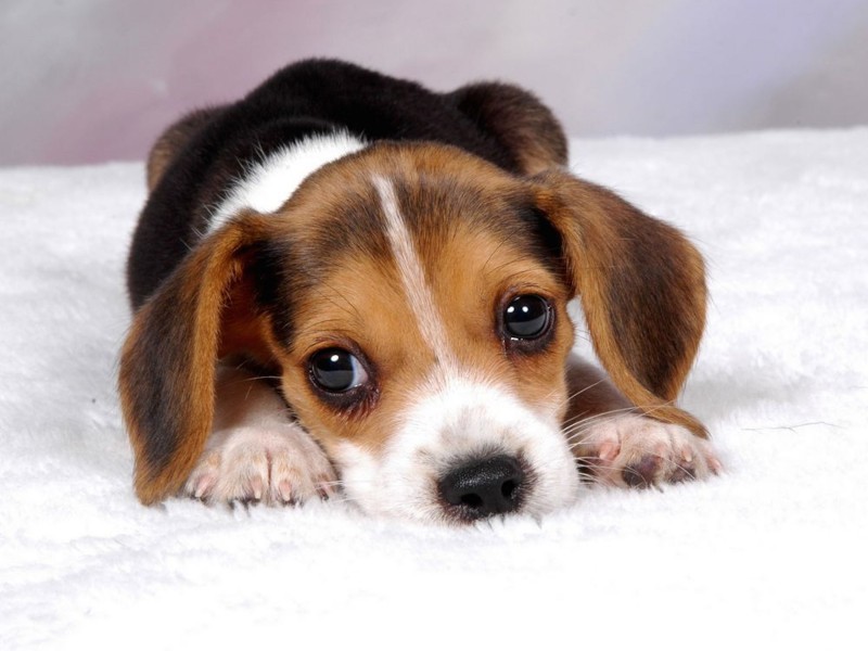 Cute Beagle Hound Puppy Wallpaper - Baby Beagle , HD Wallpaper & Backgrounds