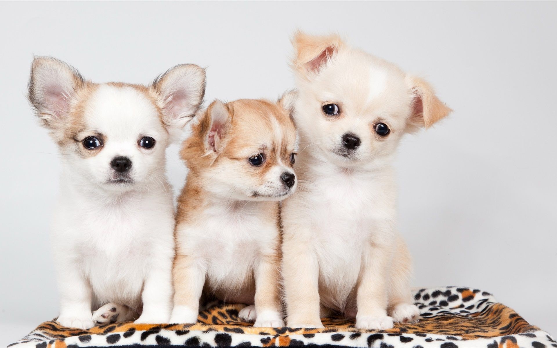 Cute Puppy Hd Images Download , HD Wallpaper & Backgrounds