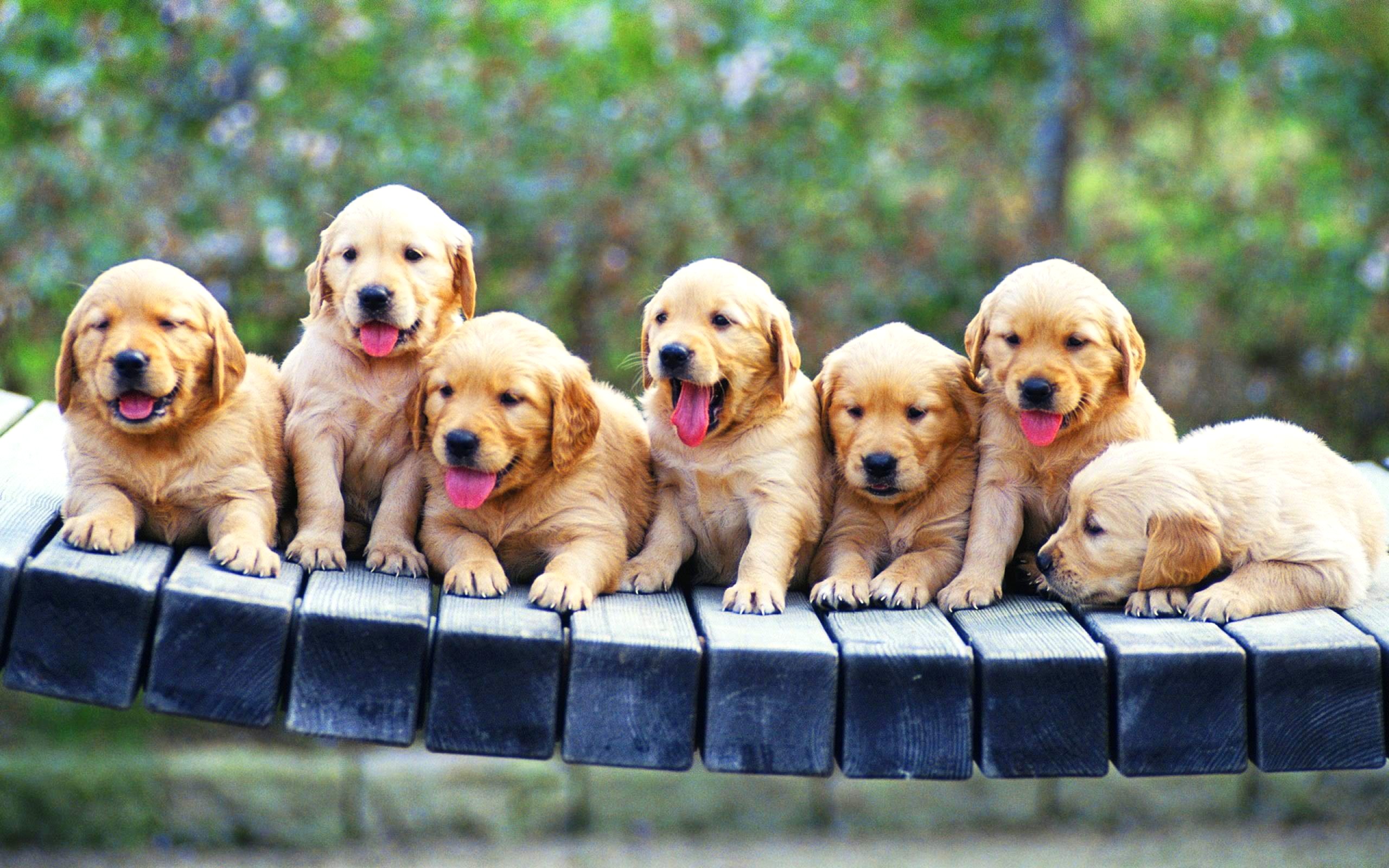 109315 Puppy Wallpaper 2560×1600 For Mobile Hd - Golden Retriever Puppies , HD Wallpaper & Backgrounds
