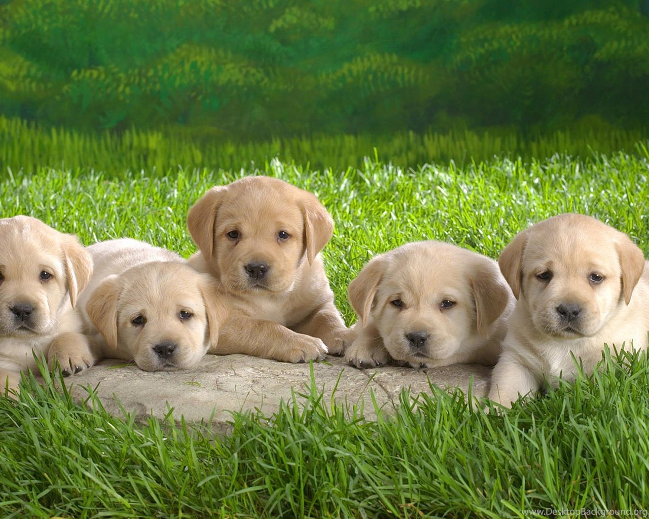 3d Puppy Wallpaper - Puppies Wallpaper For Desktop , HD Wallpaper & Backgrounds