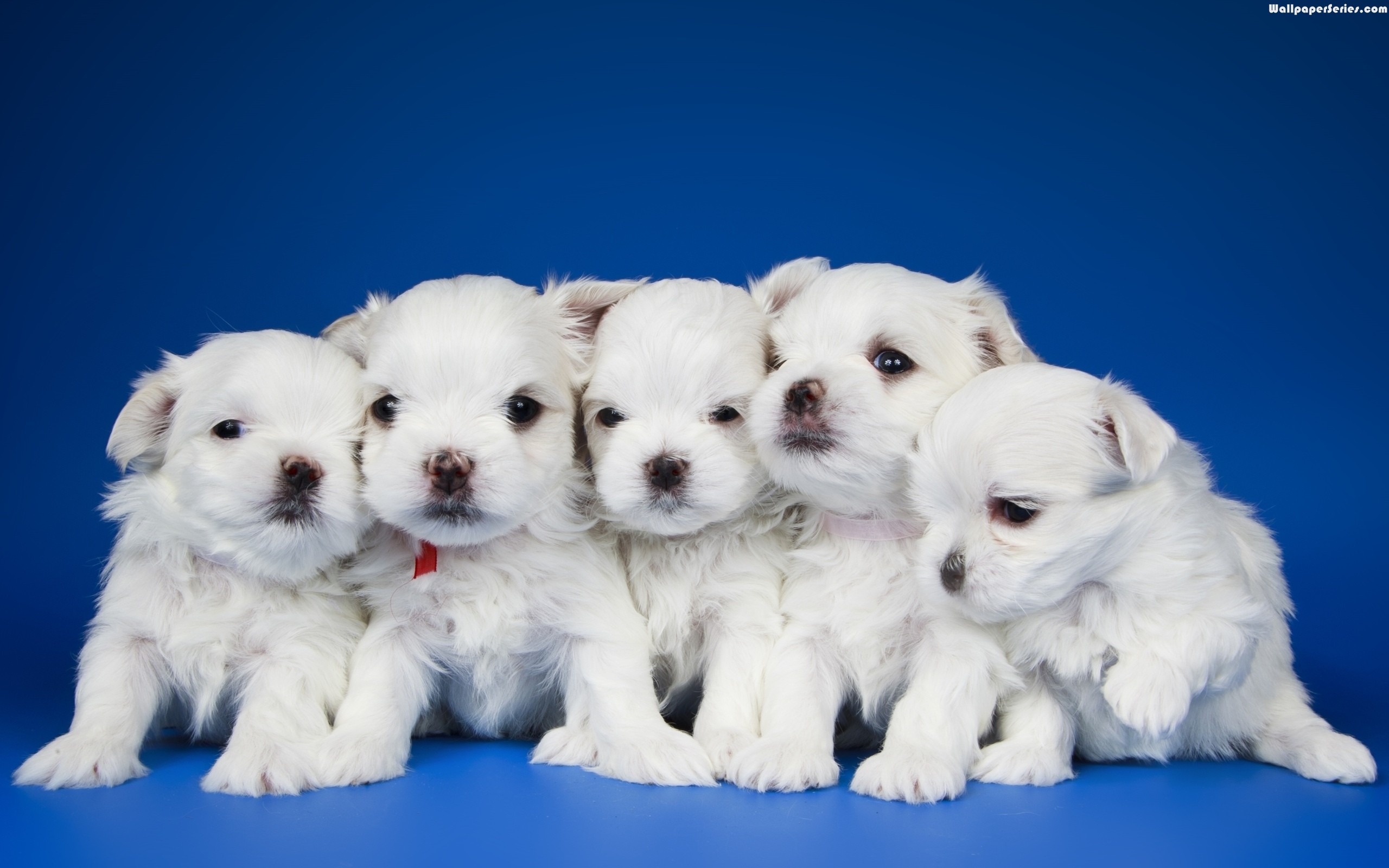 Cute Puppies Wallpaper 1080p Free Download Puppy Images - Cute Puppies In Groups , HD Wallpaper & Backgrounds