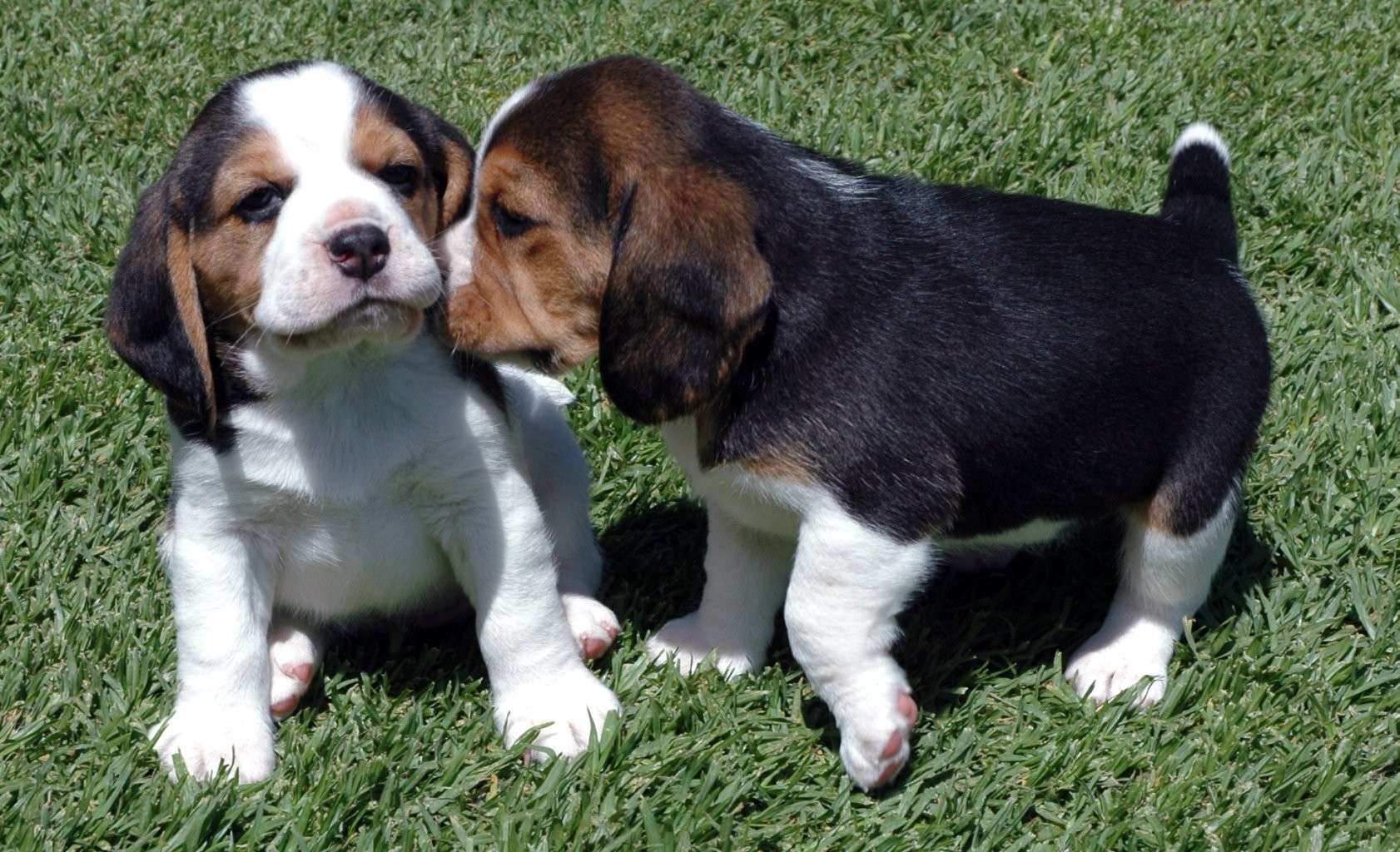 Beagle Puppy Wallpaper - Beagle Puppies Price In Sri Lanka , HD Wallpaper & Backgrounds