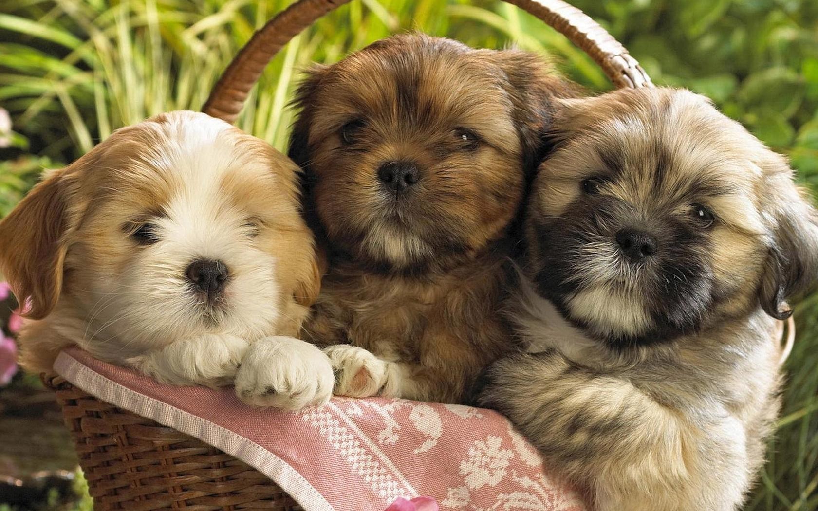 Free Puppy Wallpaper And Screensavers, 37 Puppy Hd , HD Wallpaper & Backgrounds