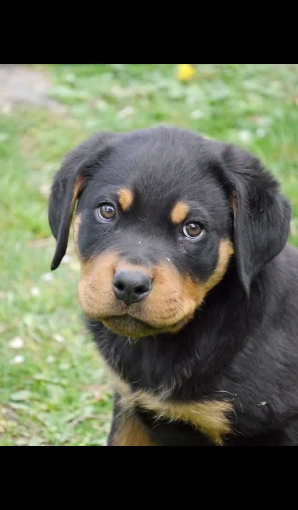 Product Details - Rottweiler Puppy Wallpapers Hd , HD Wallpaper & Backgrounds