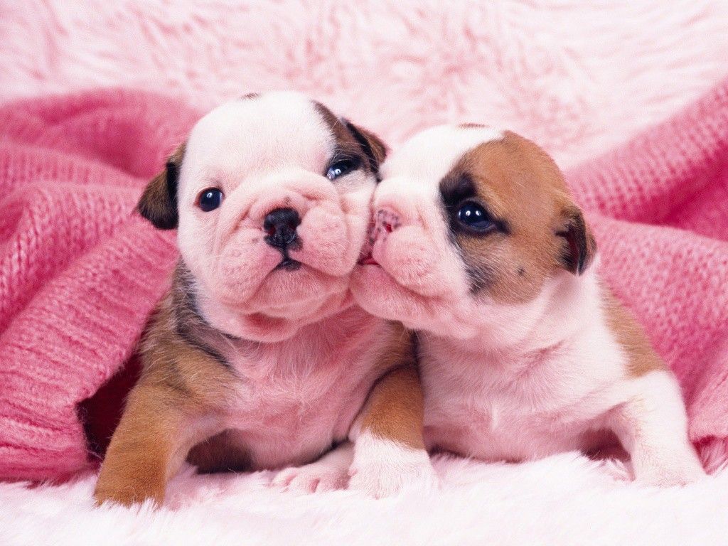 Baby Puppy Wallpaper - Bulldog Puppies , HD Wallpaper & Backgrounds