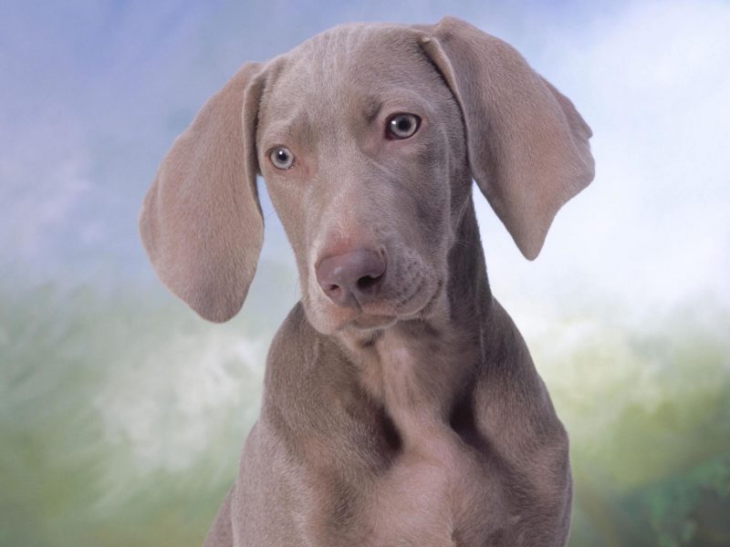 Silver Weimaraner Puppy Wallpaper - Dog Needs To Walk , HD Wallpaper & Backgrounds