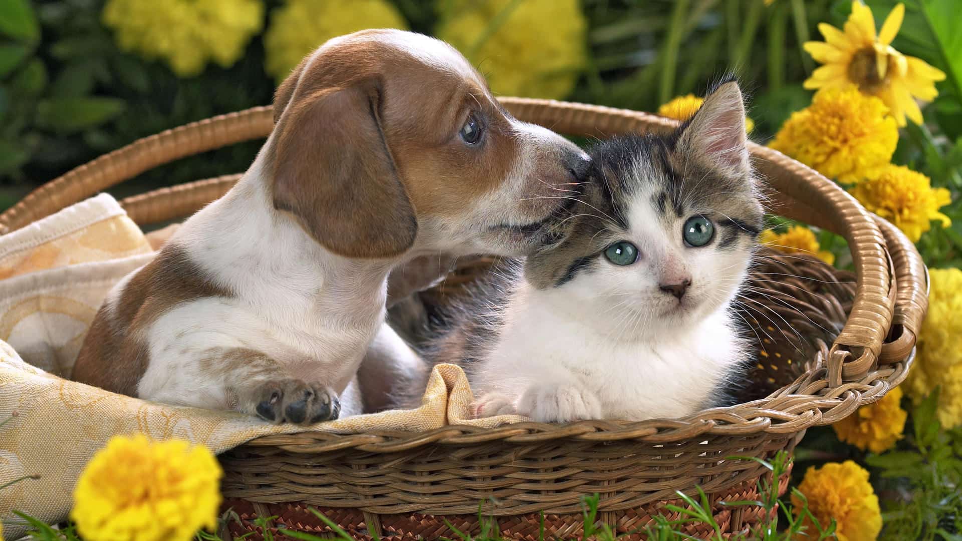 Kitten And Puppy Wallpaper Desktop Background - Картинки Кошек И Собак На Рабочий Стол , HD Wallpaper & Backgrounds
