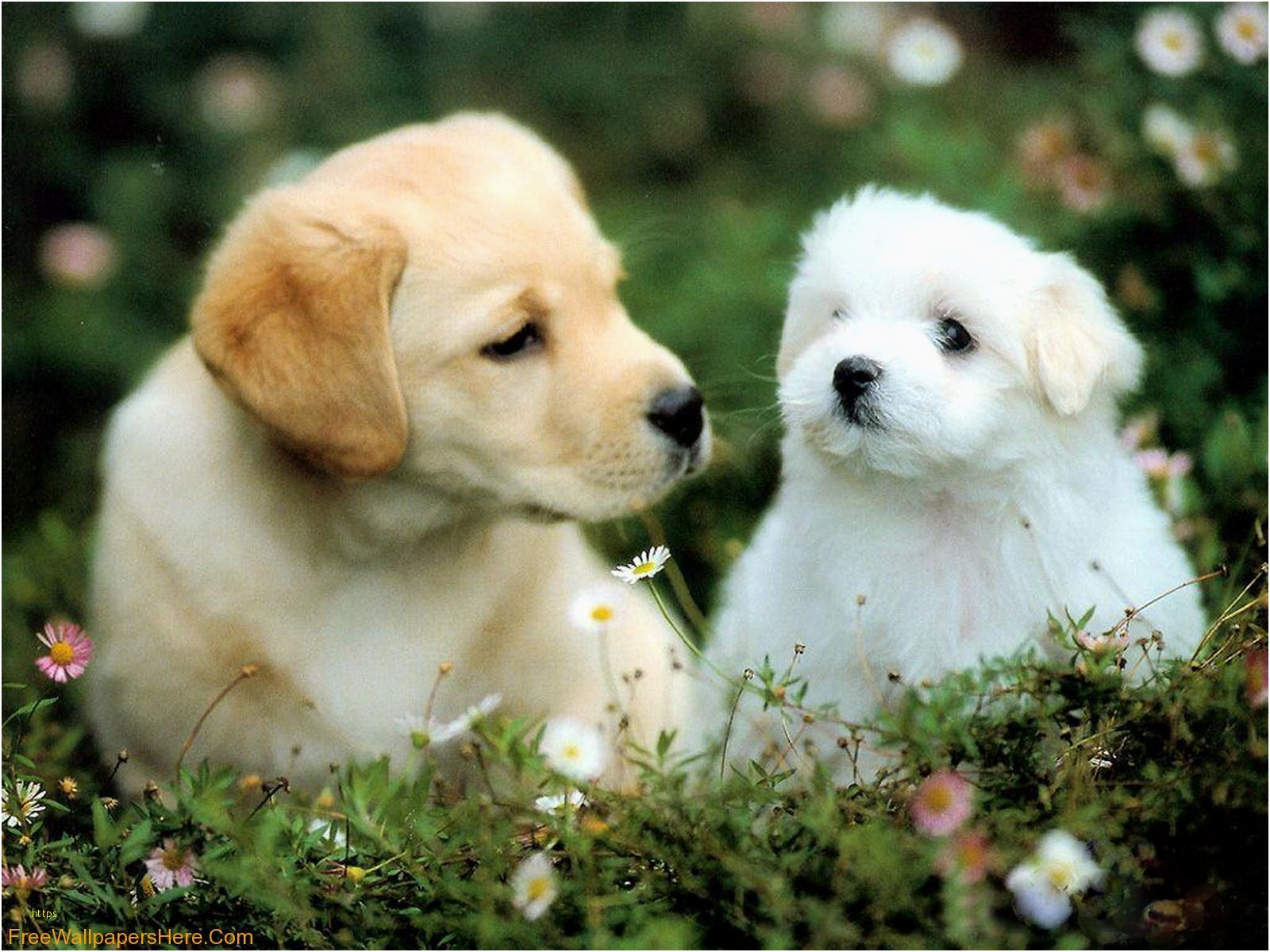 Cute Puppy Wallpaper Awesome Cute Dogs And Puppies - Cute Dogs And Puppies , HD Wallpaper & Backgrounds
