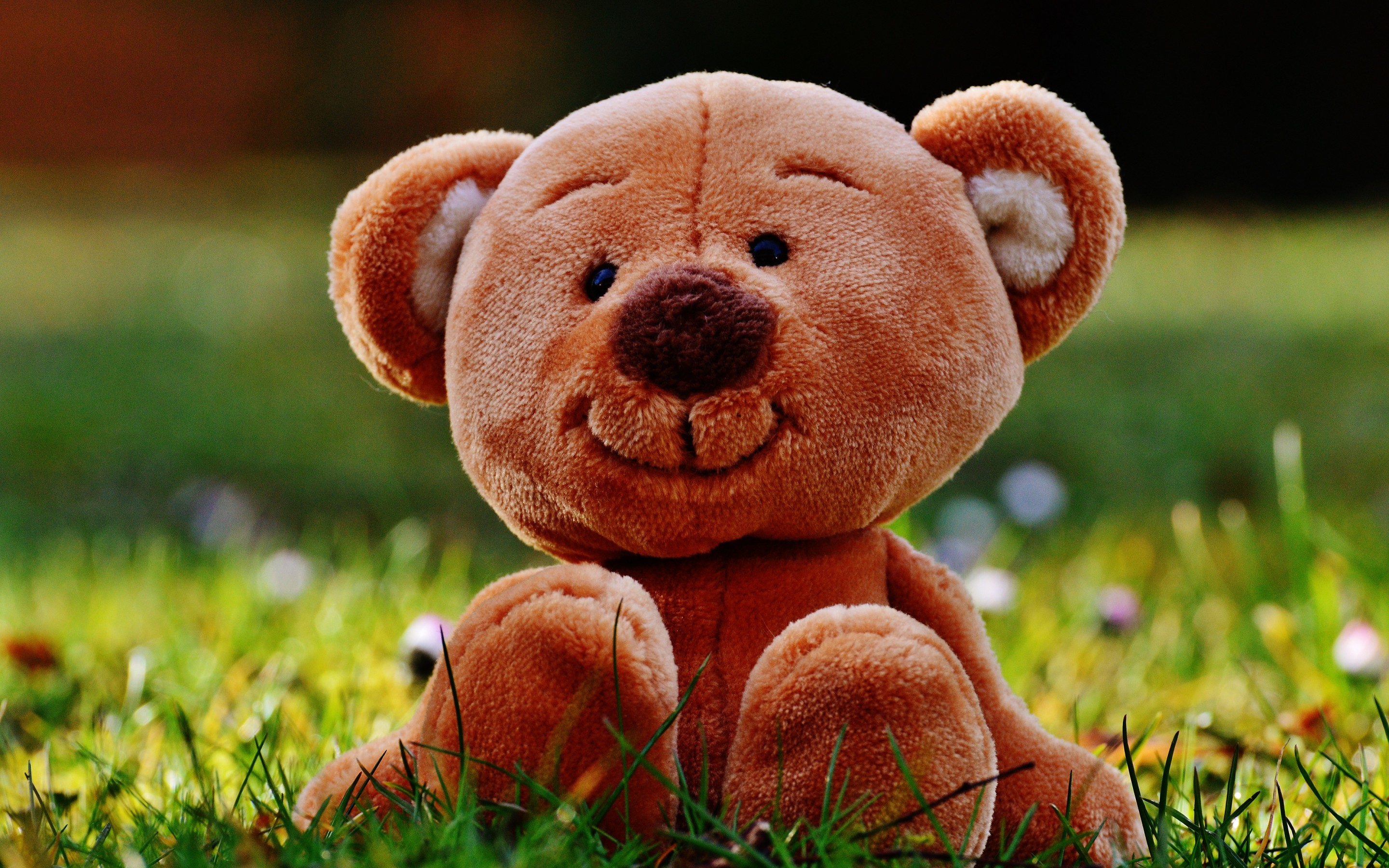 Teddy Bear Wallpaper - Teddy Bear 4k Wallpaper Download , HD Wallpaper & Backgrounds