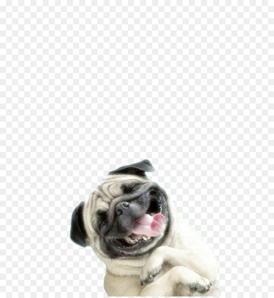 Pug, Iphone 6 Plus, Shar Pei, Toy Bulldog, Puppy Love - Pug Wallpaper Png , HD Wallpaper & Backgrounds