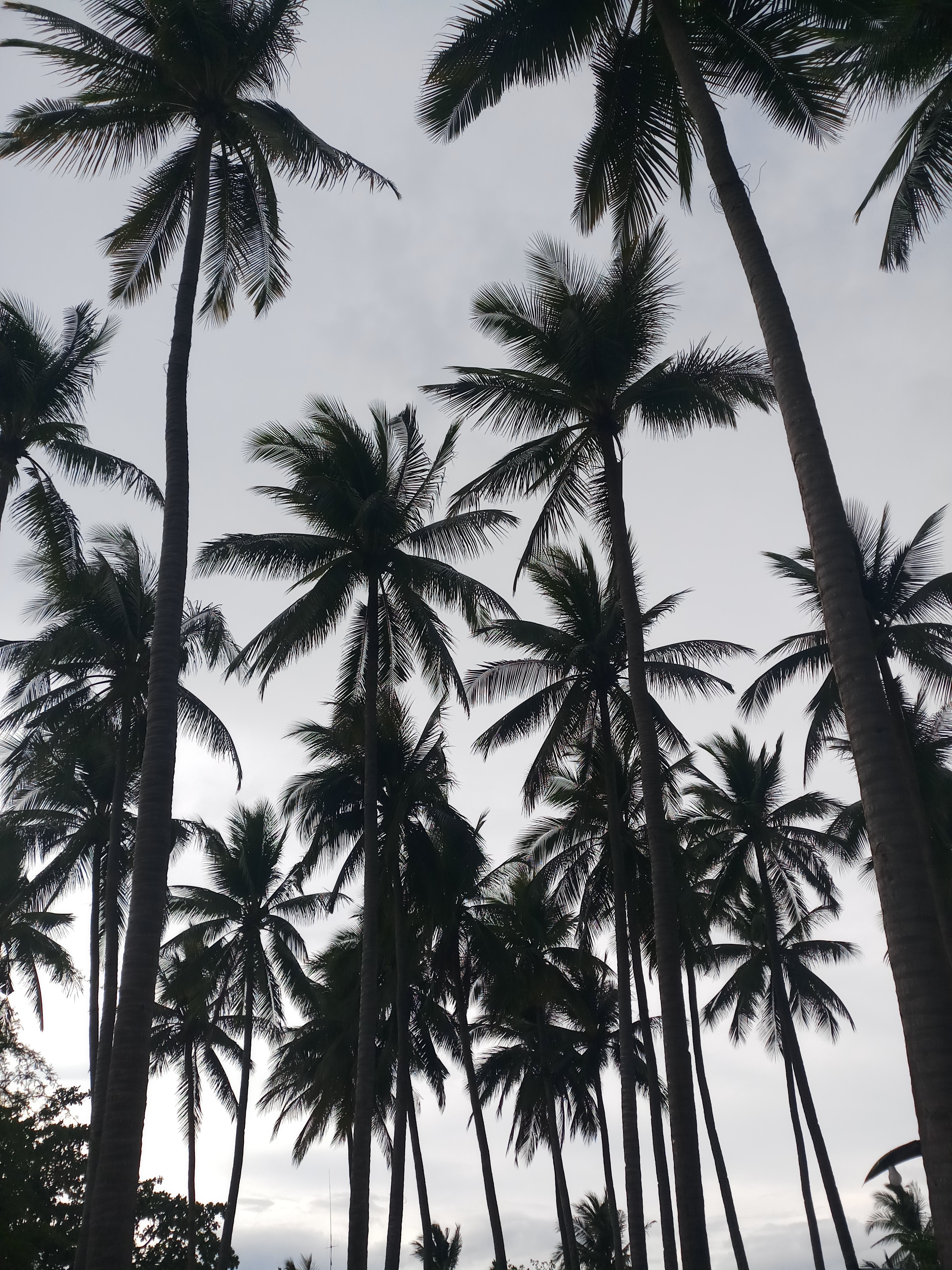 Cyrus Venancio - Coconut Tree Wallpaper Hd , HD Wallpaper & Backgrounds