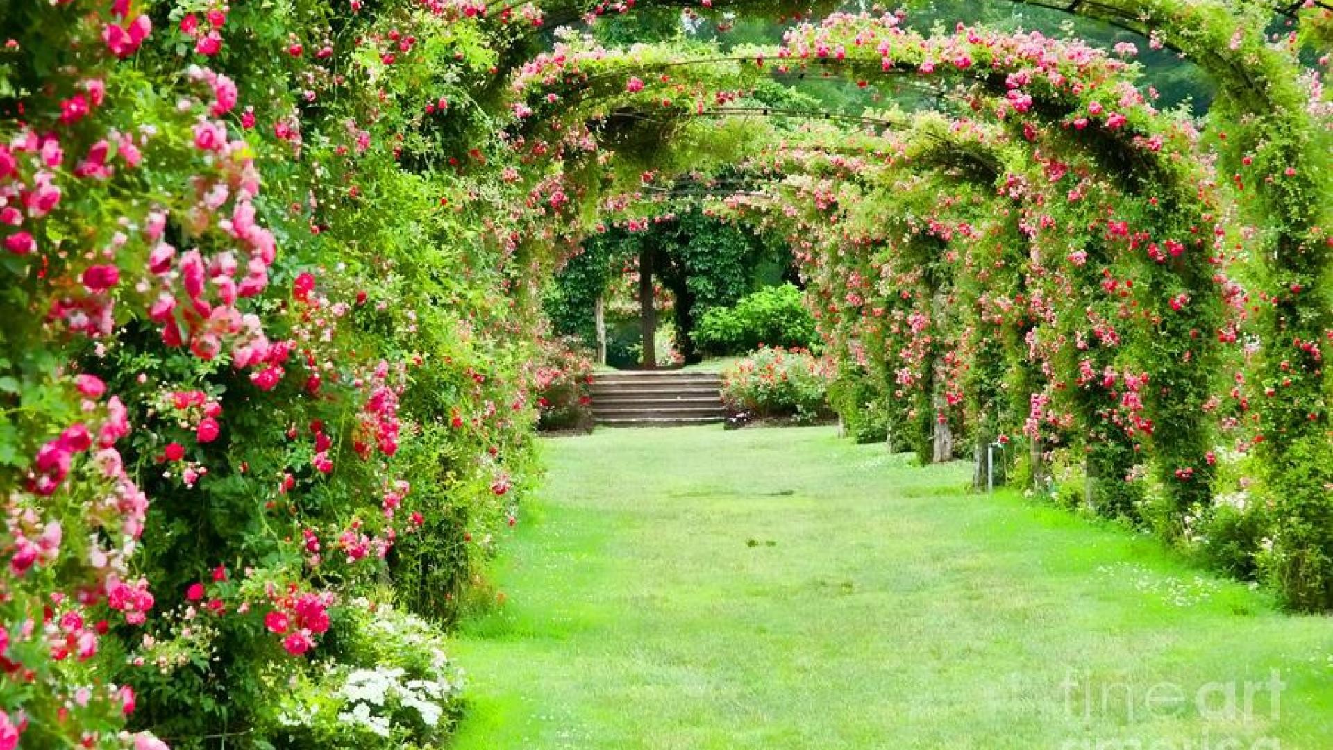 Nature Rose Garden Hd Wallpaper 12 Rose Garden Wallpaper - Rose Garden Photo Hd , HD Wallpaper & Backgrounds