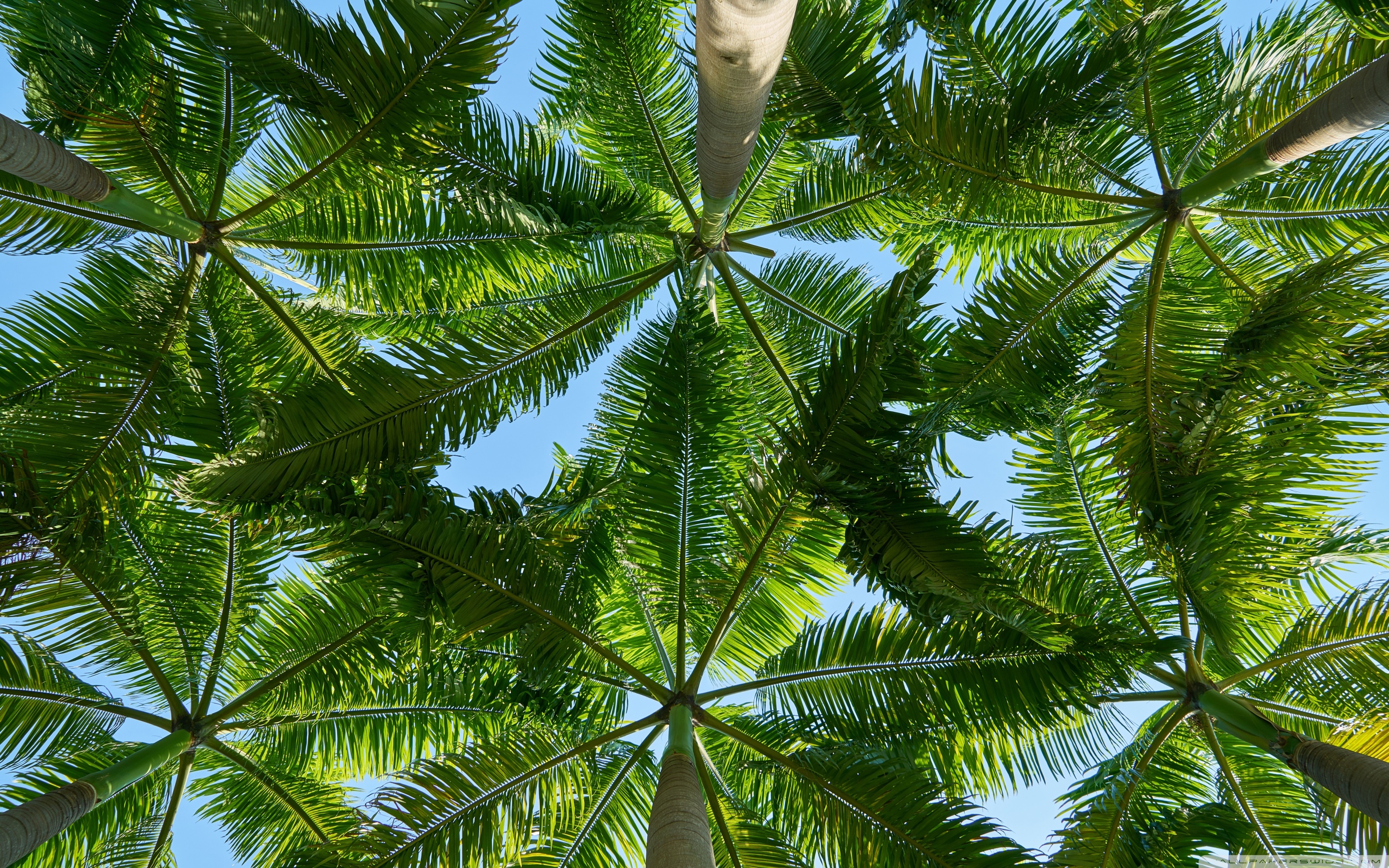 Wide 16 - - Hd Wallpaper Palm Trees , HD Wallpaper & Backgrounds