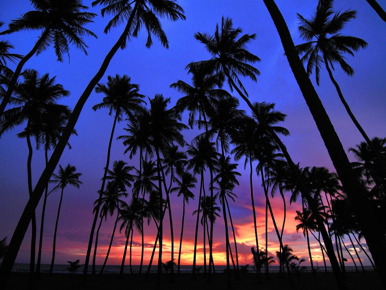 Palm Trees Wallpaper - Sunset With Coconut Trees , HD Wallpaper & Backgrounds