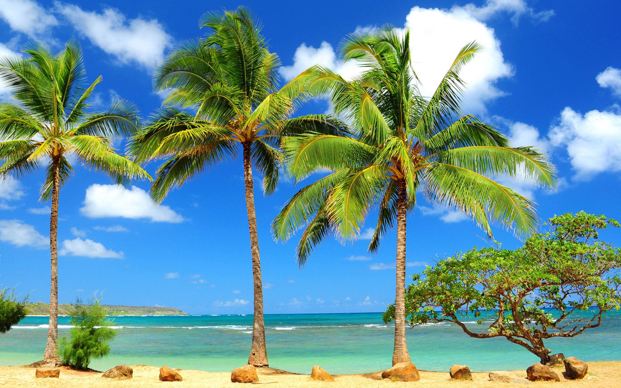 Beach Palm Tree Hd Wallpaper Free Download - Hawaii Beach Palm Trees , HD Wallpaper & Backgrounds