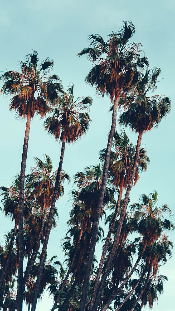 Palm Tree Iphone Wallpaper Collection By Www - Wallpaper , HD Wallpaper & Backgrounds