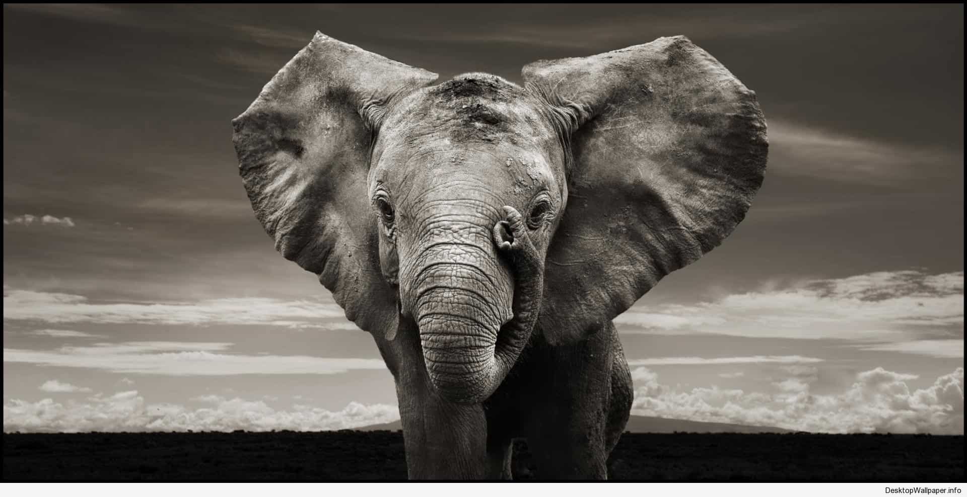 Elephant Wallpaper - Elephant Backgrounds , HD Wallpaper & Backgrounds