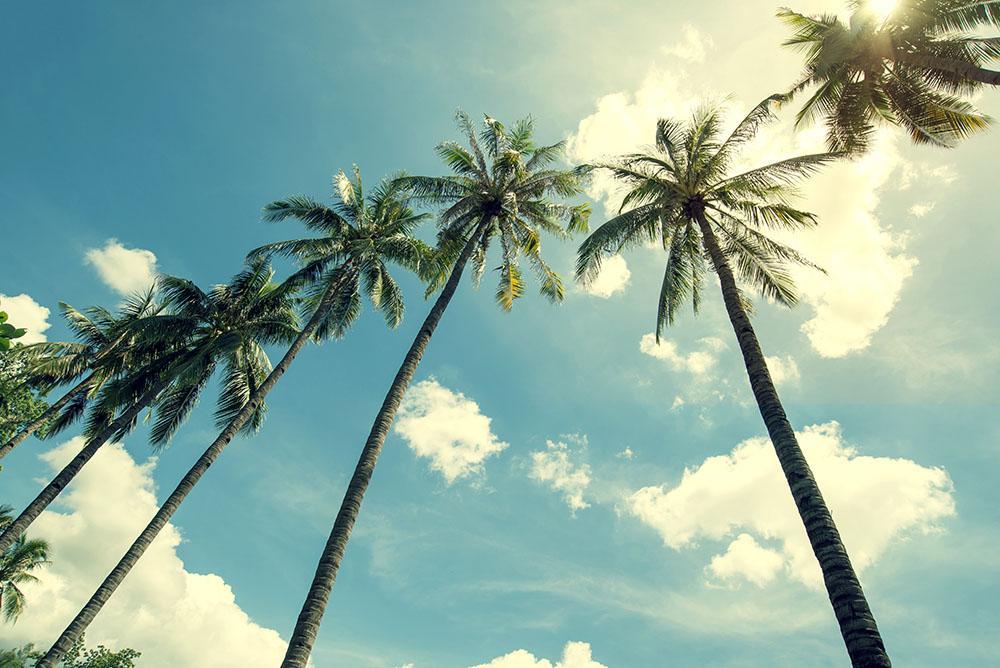 Coconut Palm Tree On Tropical Beach Wall Mural Wallpaper - Coconut Tree , HD Wallpaper & Backgrounds