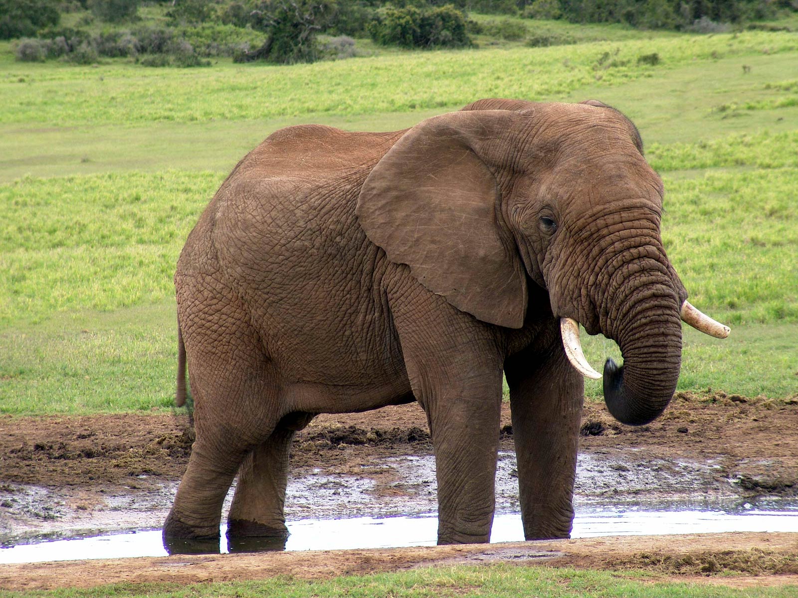 Free Elephant Wallpaper And Background - Maps That Look Like Animals , HD Wallpaper & Backgrounds