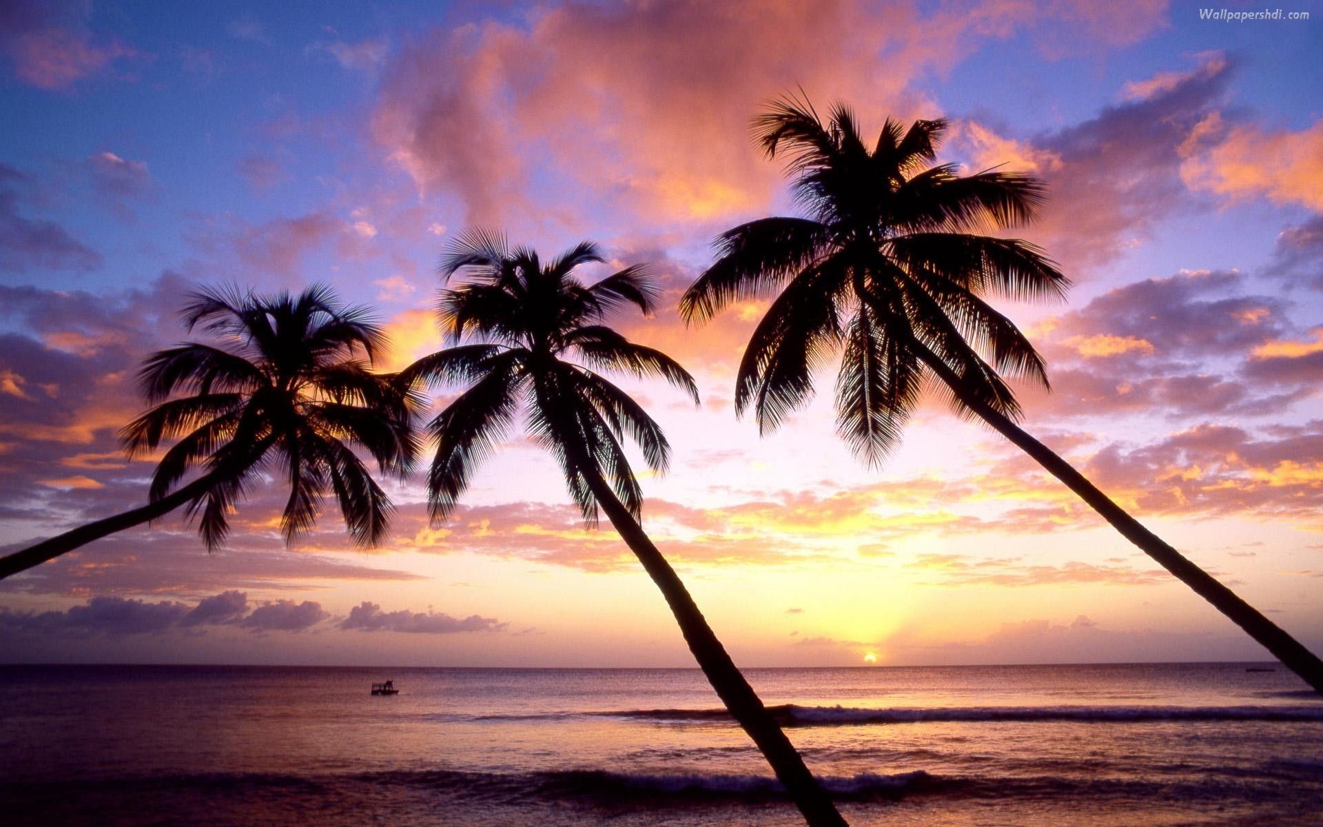 Palm Trees Background Mac , HD Wallpaper & Backgrounds