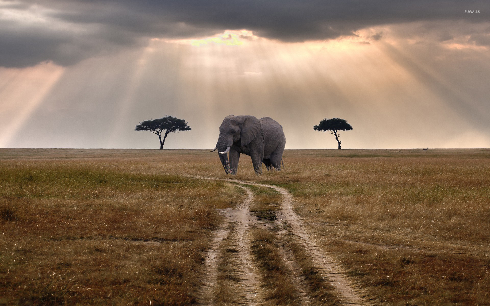 African Elephant Wallpaper - Wildlife Nature , HD Wallpaper & Backgrounds