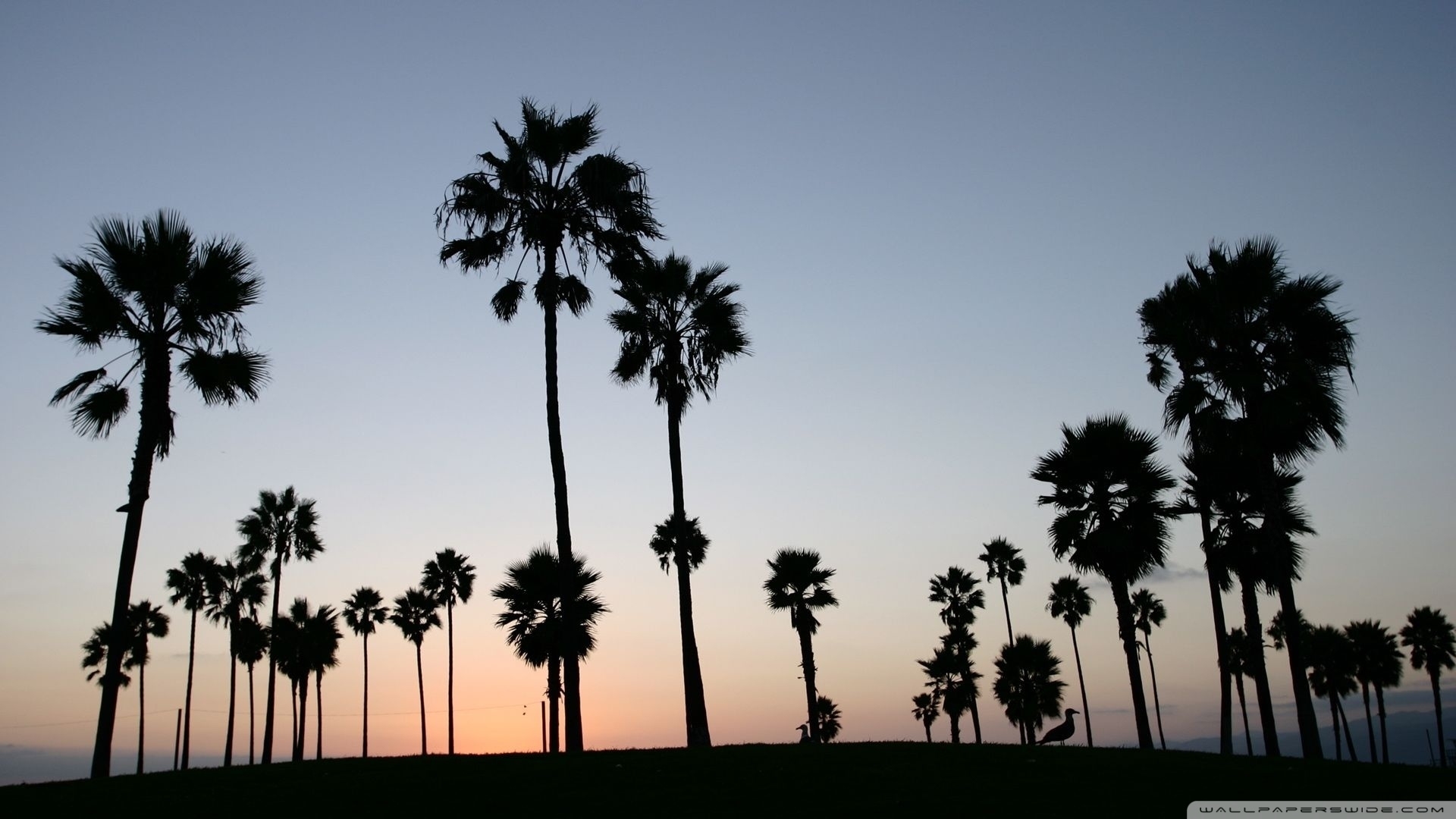 Palm Trees Silhouette ❤ 4k Hd Desktop Wallpaper For - Palm Trees , HD Wallpaper & Backgrounds