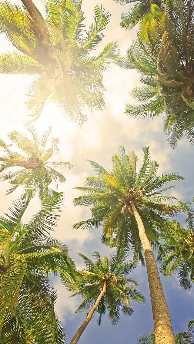 Palm Tree Wallpaper - Palm Tree Wallpaper Iphone , HD Wallpaper & Backgrounds