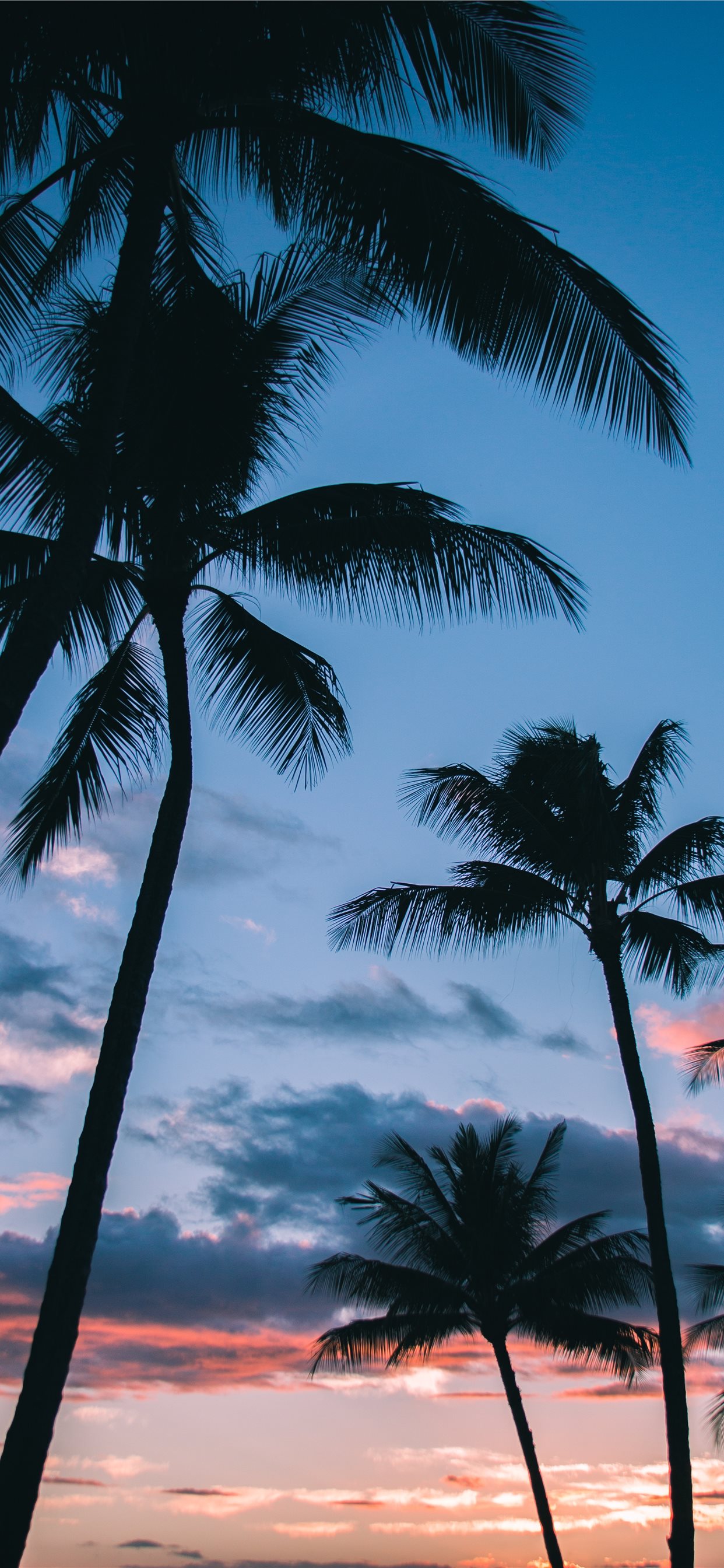 Palm Trees In Paradise Iphone 8 Wallpaper - Palm Tree Wallpaper Iphone X , HD Wallpaper & Backgrounds