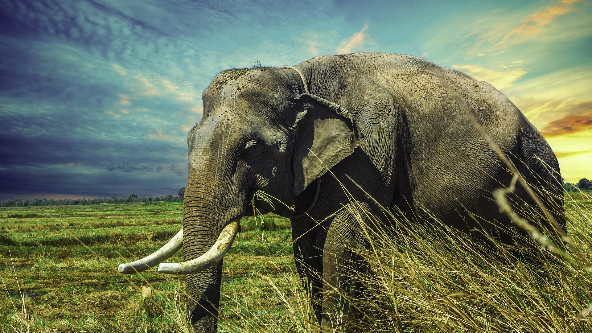 Elephant Wallpaper - Elephant Hd , HD Wallpaper & Backgrounds